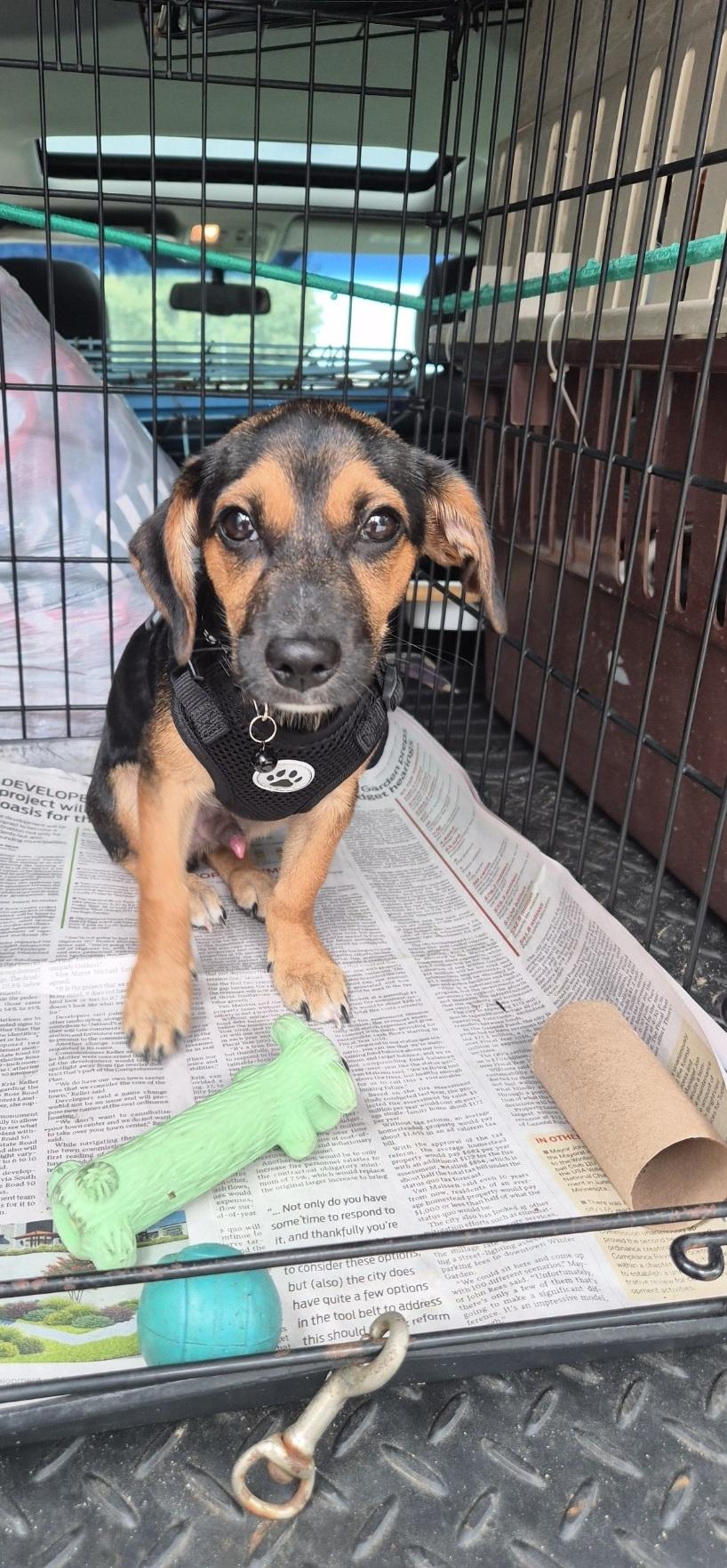 Fluffernutter, Adoptable, Puppy Male Dachshund & Greyhound.