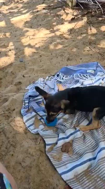 Enlarge Fluffernutter, a Adoptable mixed breed in Orlando, FL video 6/6