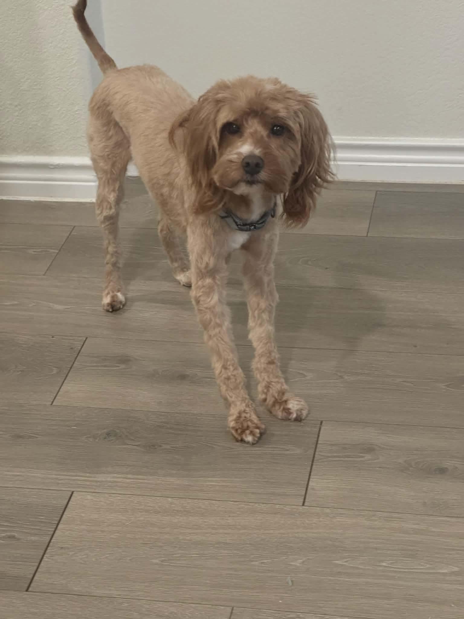 Enlarge Whiskey , an adopted mixed breed in Celina, TX image 1/1