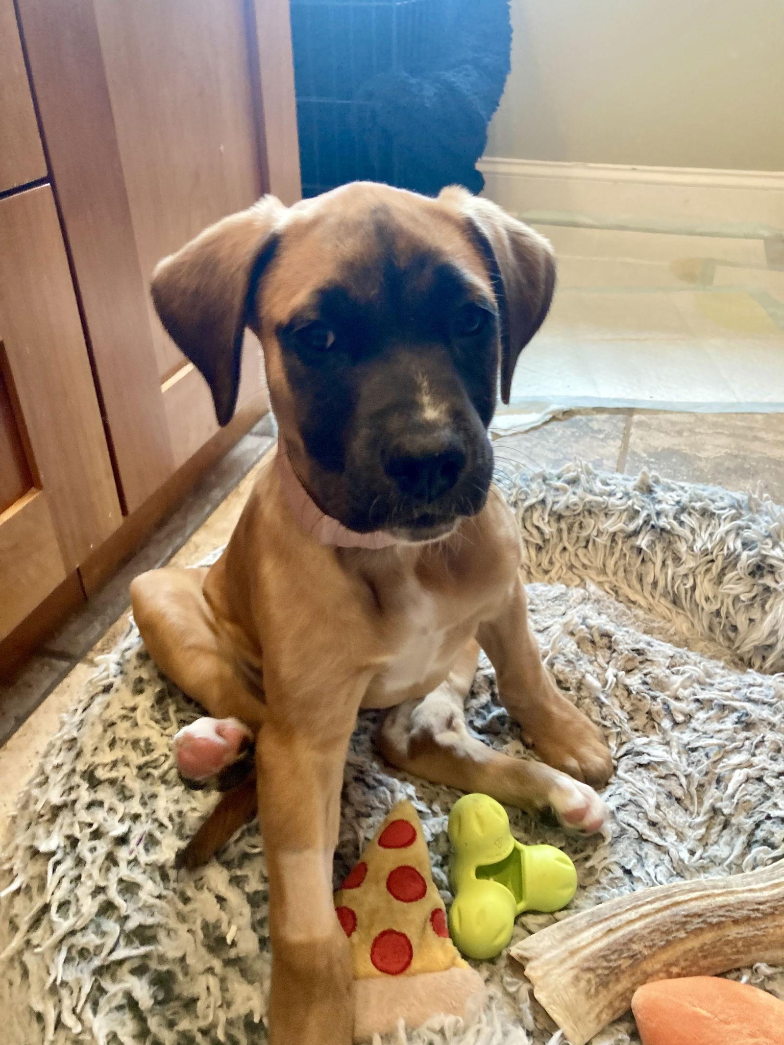 Enlarge Baby Girl, a Adoptable mixed breed in Hillside, IL image 1/3