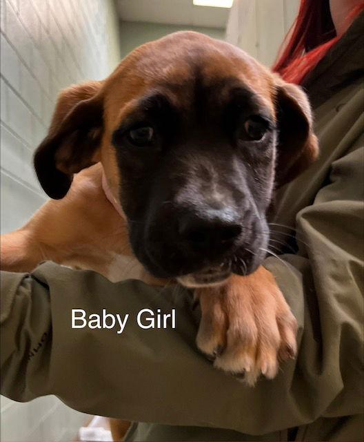 Enlarge Baby Girl, a Adoptable mixed breed in Hillside, IL image 2/3