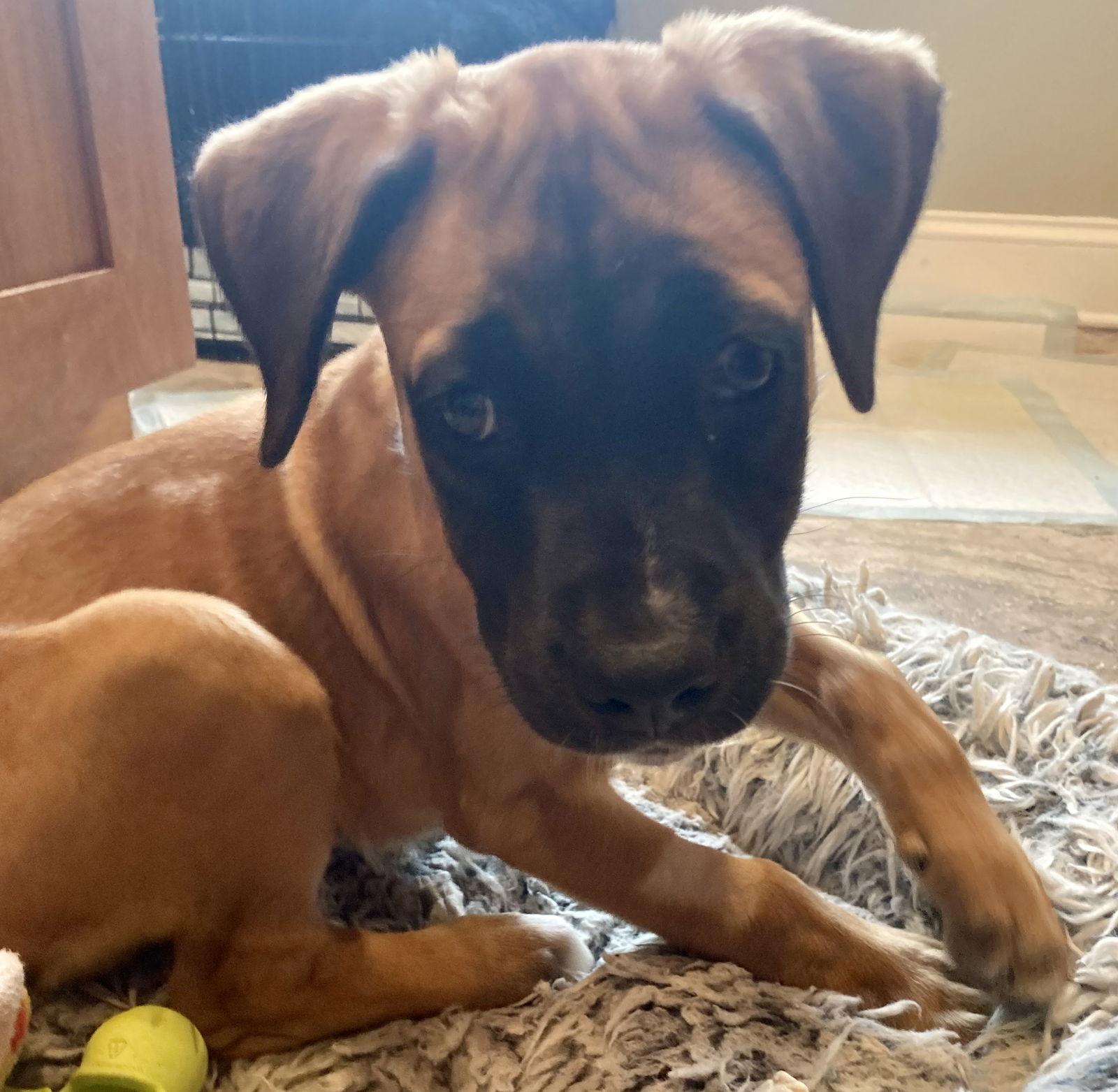 Enlarge Baby Girl, a Adoptable mixed breed in Hillside, IL image 3/3