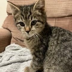 Meg, adopted, Kitten Female Domestic Short Hair & Tabby.
