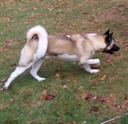 Enlarge Luffie, a Adoptable Akita in Jacksonville, FL image 1/6