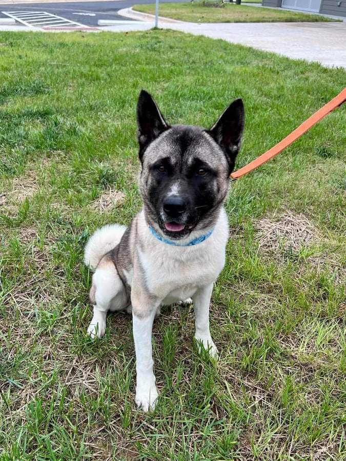 Enlarge Luffie, a Adoptable Akita in Jacksonville, FL image 2/6