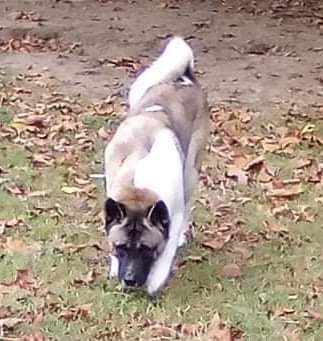 Enlarge Luffie, a Adoptable Akita in Jacksonville, FL image 3/6