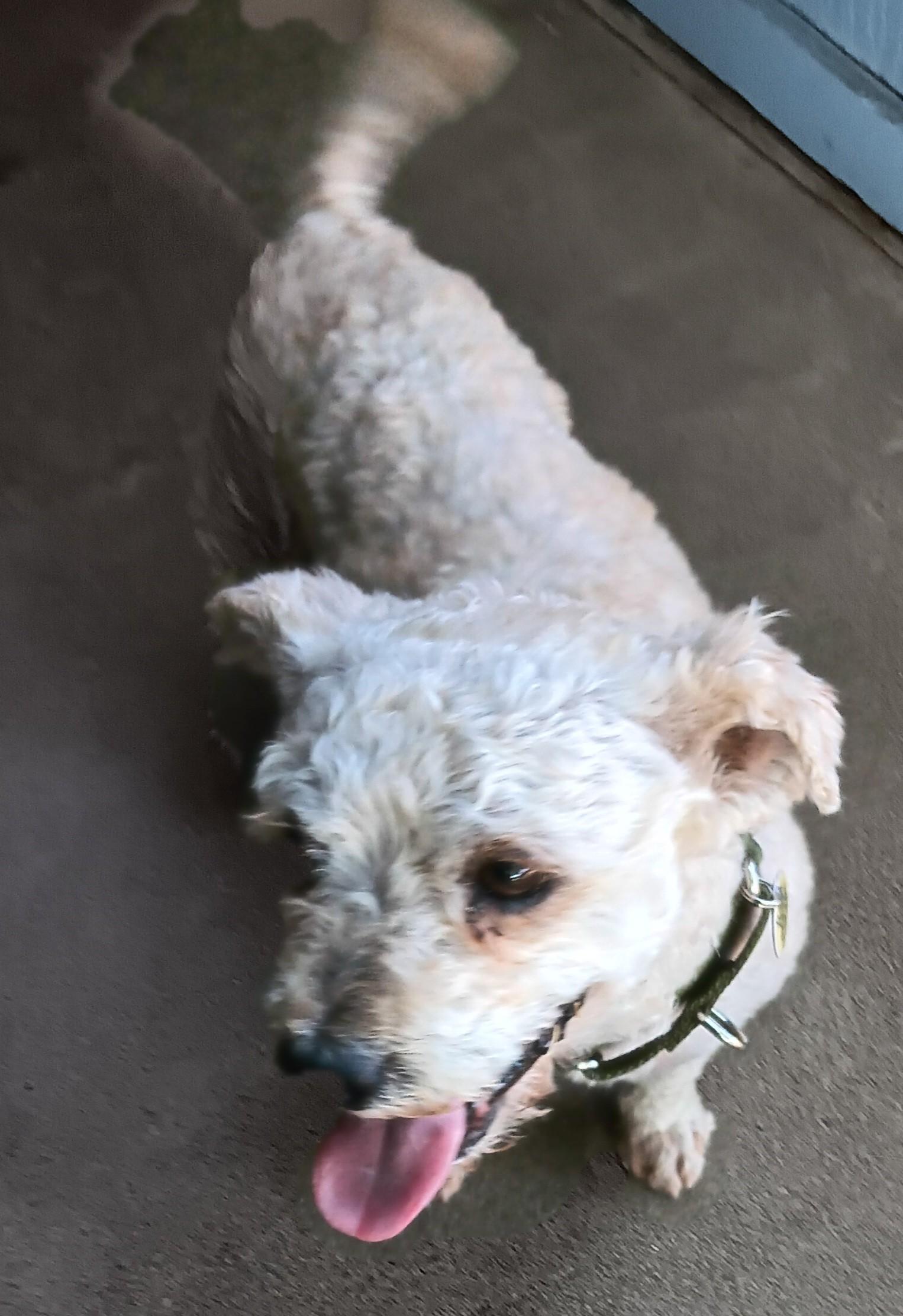 Alvin3, a ADOPTABLE mixed breed in Scottsdale, AZ image 2/3
