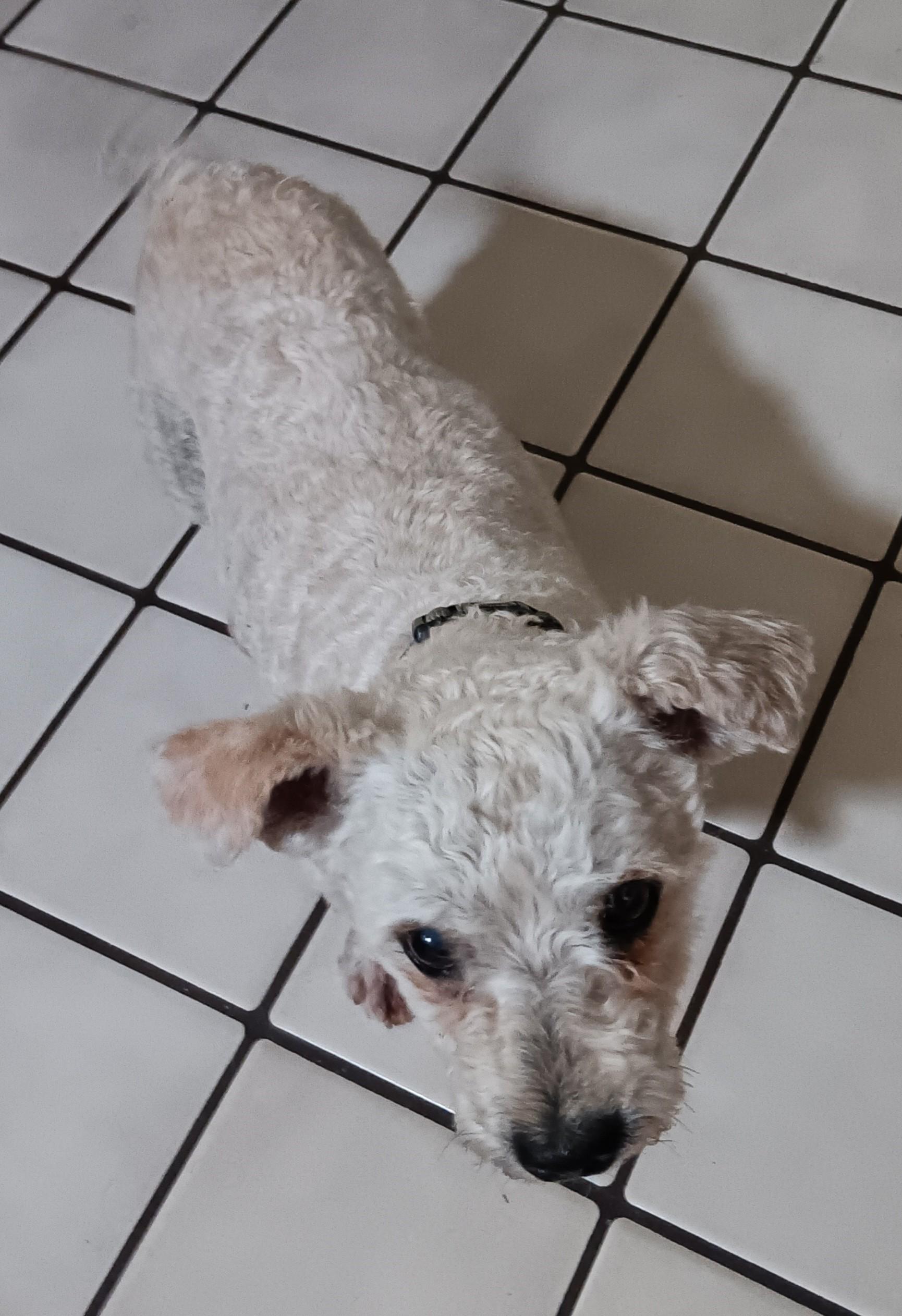 Alvin3, a ADOPTABLE mixed breed in Scottsdale, AZ image 3/3