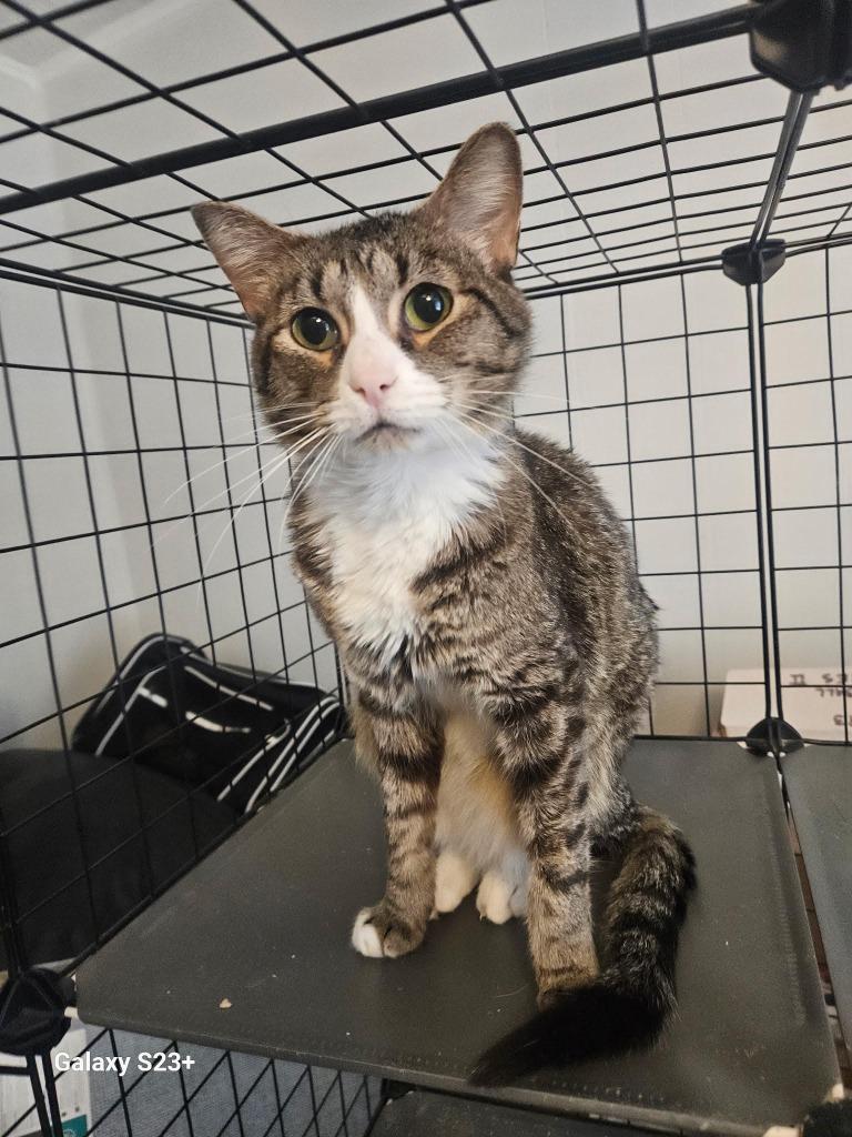 Rascal, a Adoptable mixed breed in Fort Oglethorpe, GA image 2/2