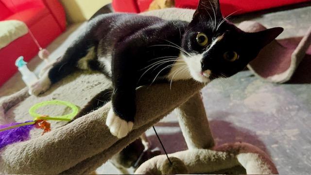 Shadow, a Adoptable Domestic Short Hair in largo, FL image 1/2