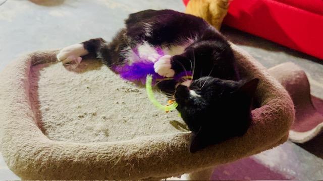 Shadow, a Adoptable Domestic Short Hair in largo, FL image 2/2