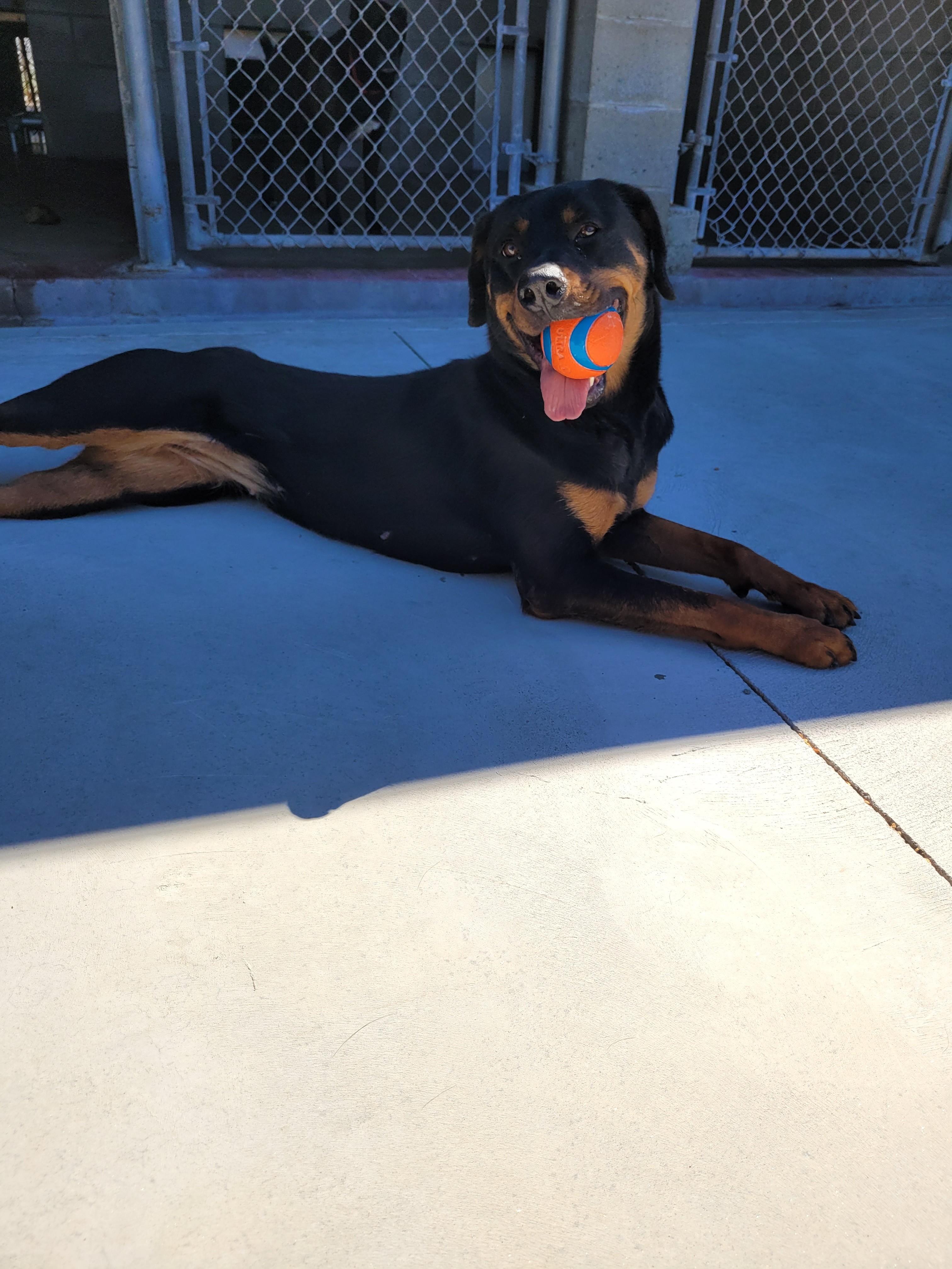 Xena, ADOPTABLE, Young Female Rottweiler.
