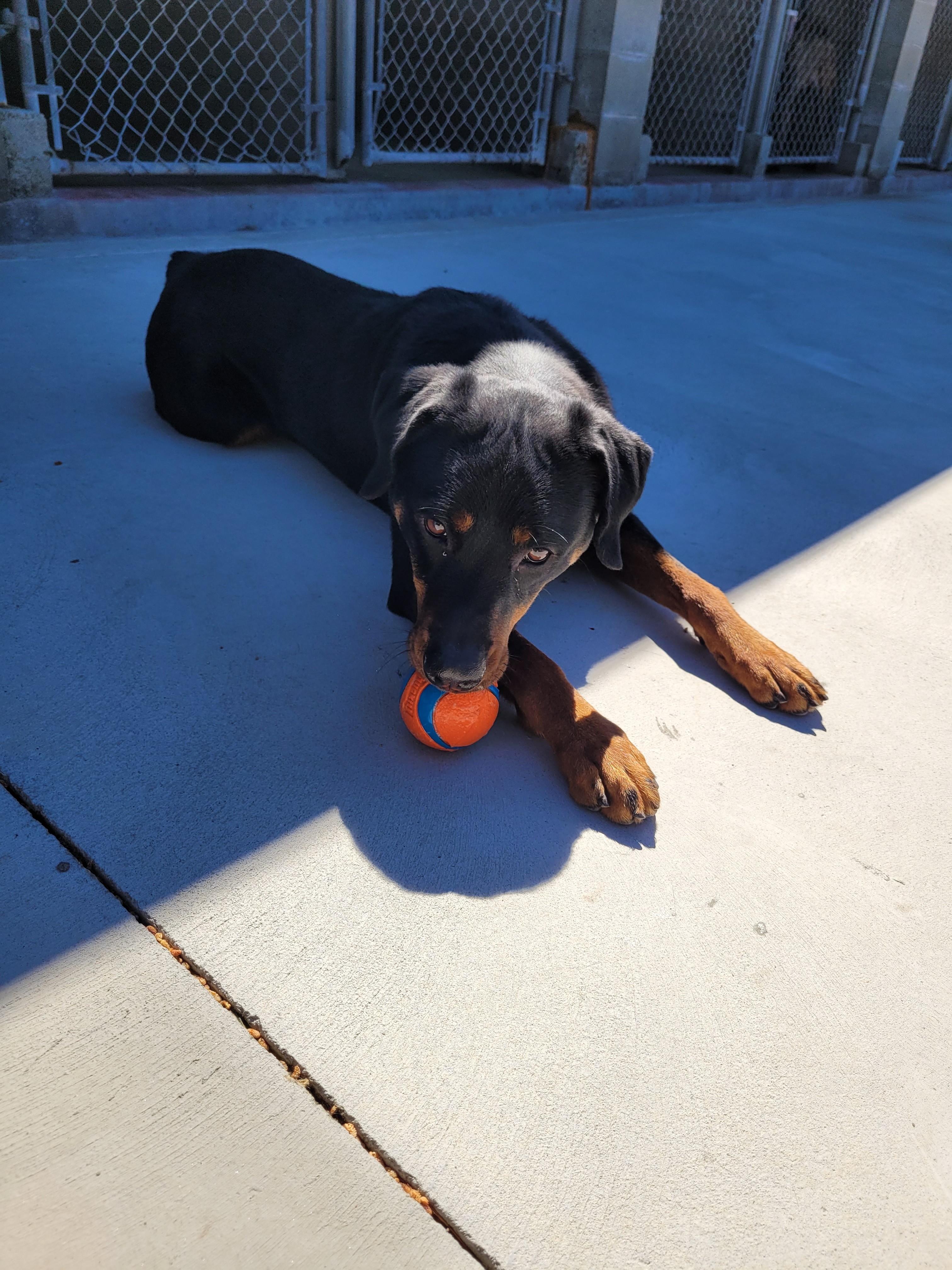 Enlarge Xena, a ADOPTABLE mixed breed in North Attleboro, MA image 5/5