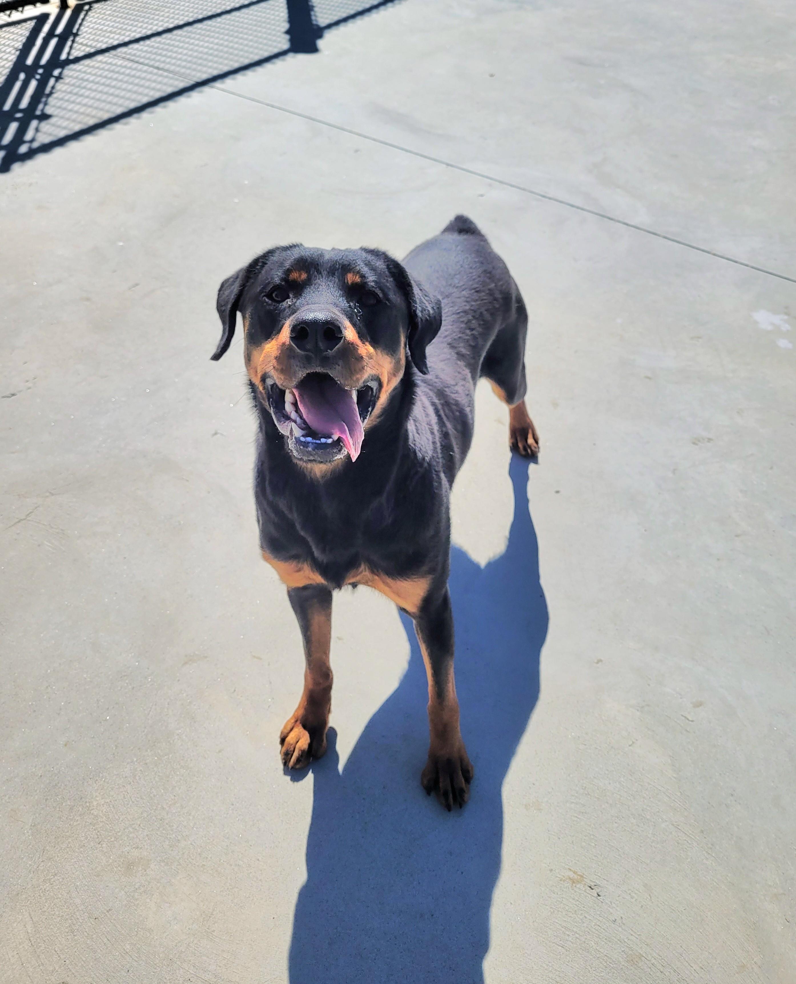Enlarge Xena, a ADOPTABLE mixed breed in North Attleboro, MA image 3/5