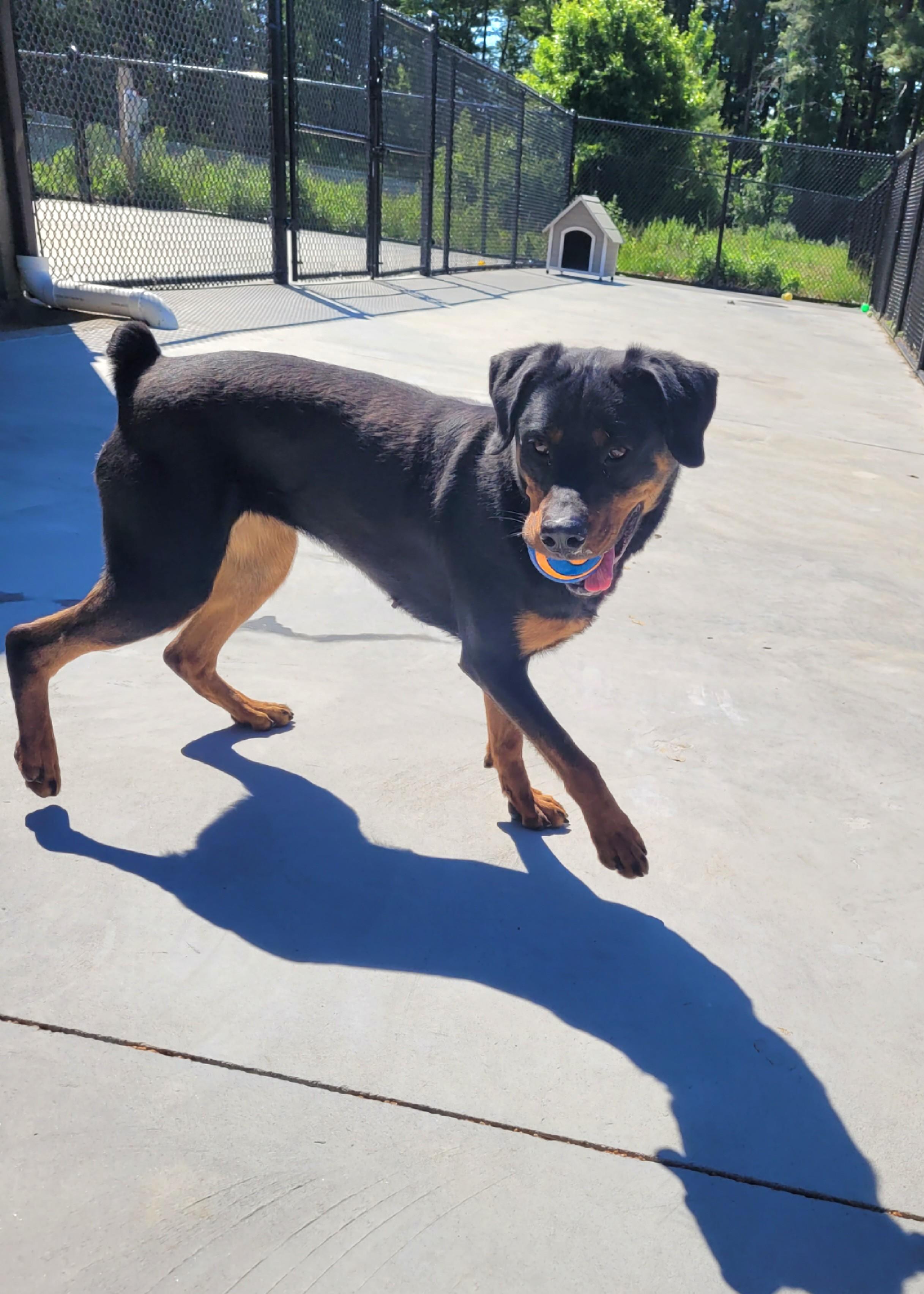 Enlarge Xena, a ADOPTABLE mixed breed in North Attleboro, MA image 4/5