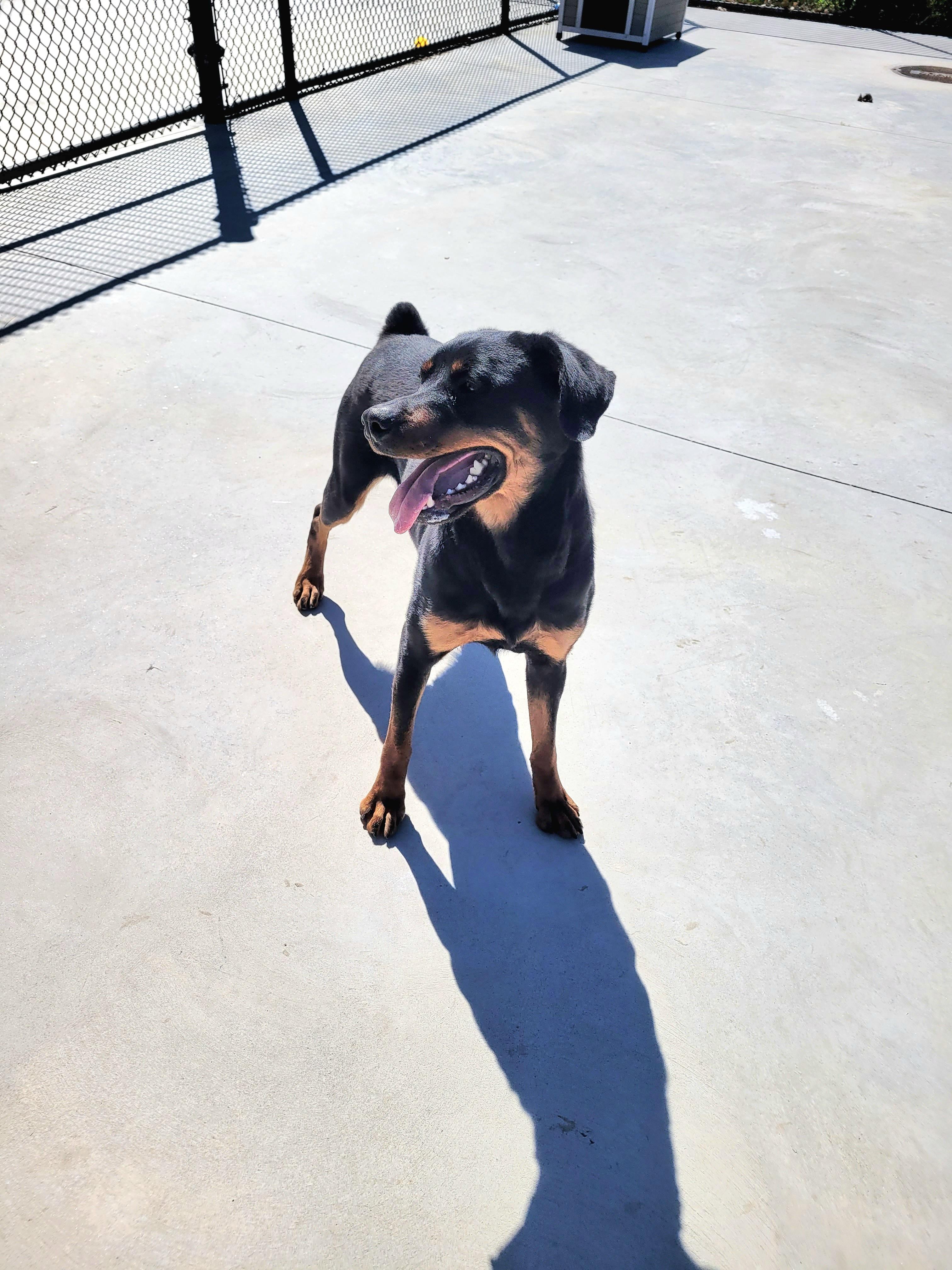 Enlarge Xena, a ADOPTABLE mixed breed in North Attleboro, MA image 2/5