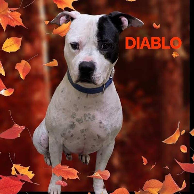 Diablo, an adoptable Pit Bull Terrier in York, NE, 68467 | Photo Image 1