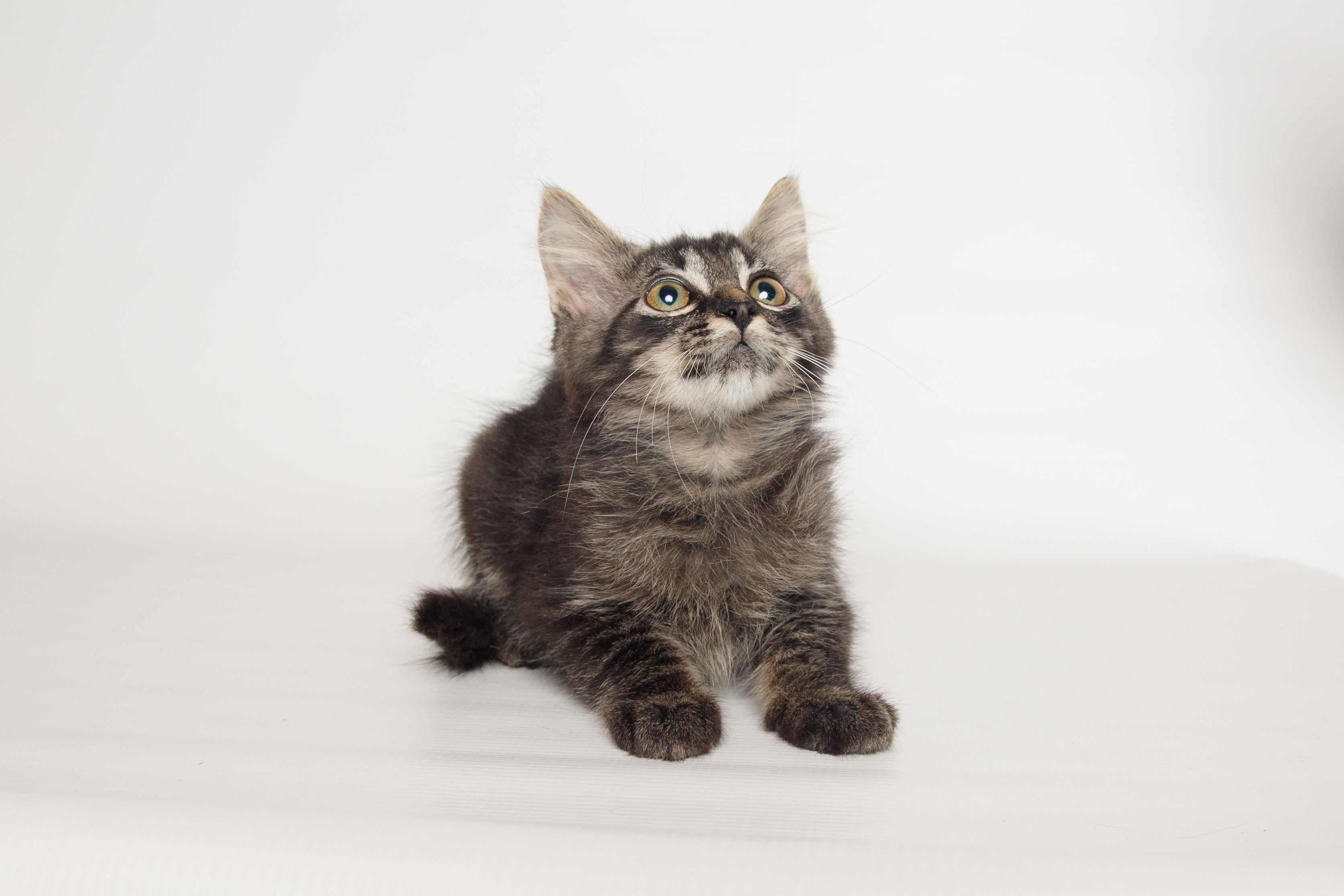 Tippy, an adopted Domestic Medium Hair in Jefferson, LA image 4/6