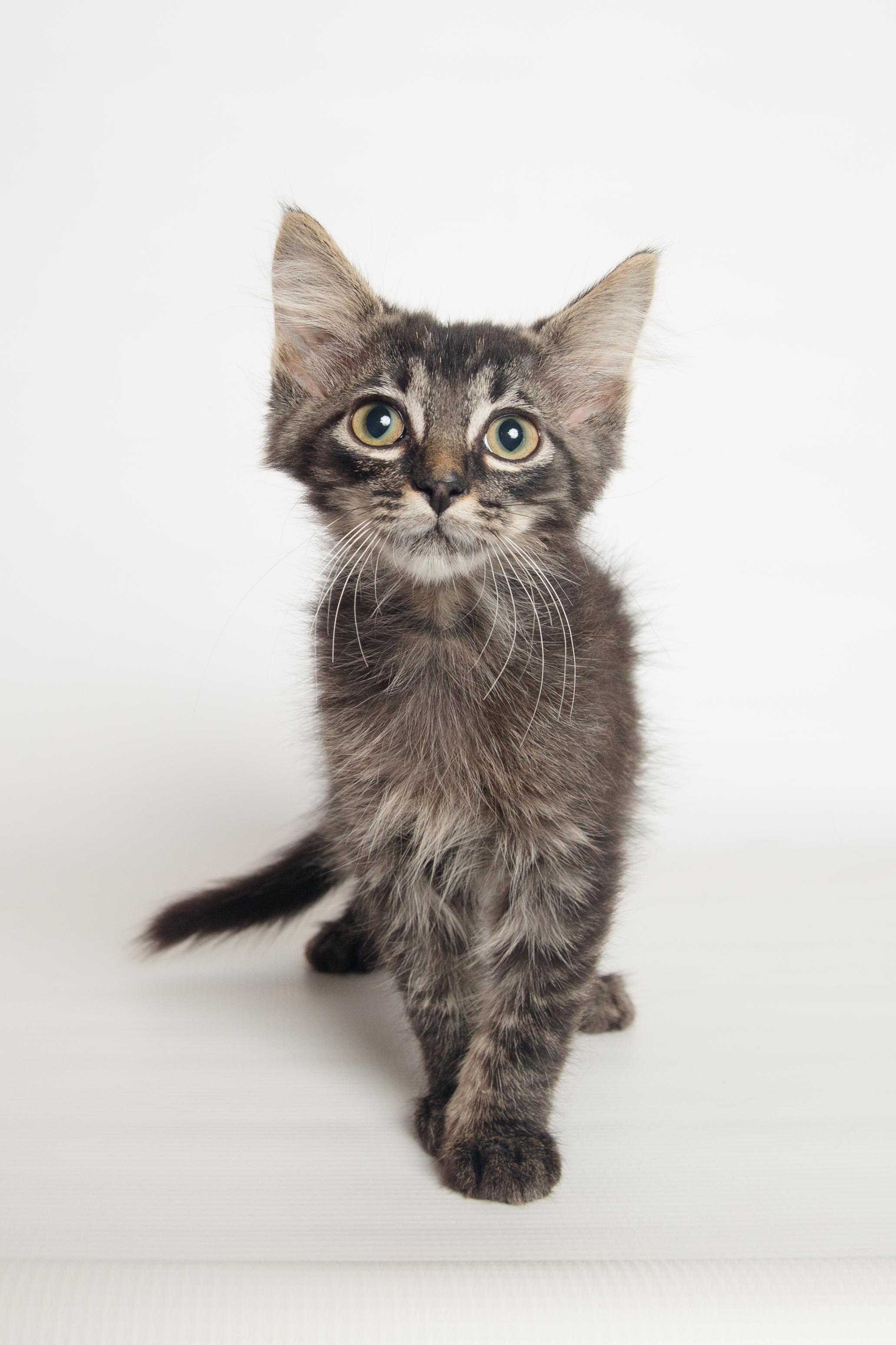 Tippy, an adopted Domestic Medium Hair in Jefferson, LA image 2/6