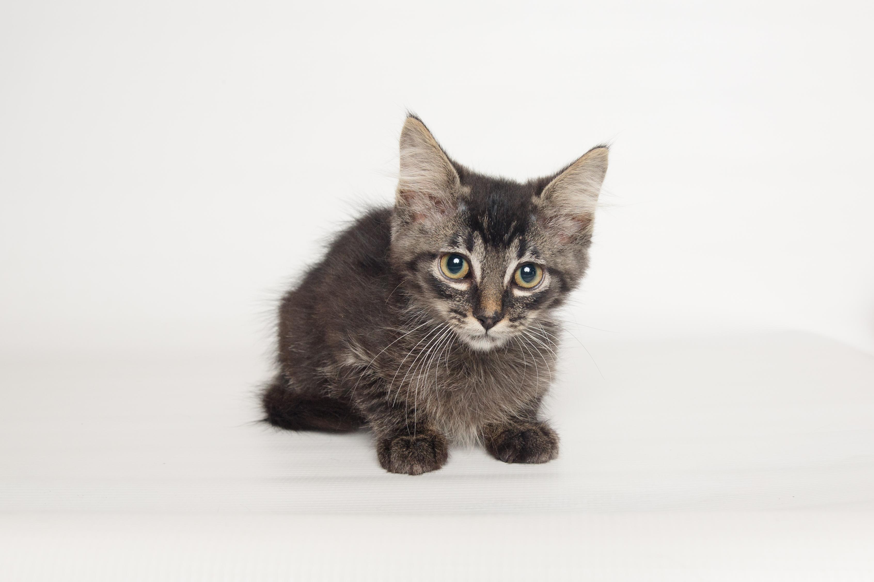 Tippy, an adopted Domestic Medium Hair in Jefferson, LA image 5/6