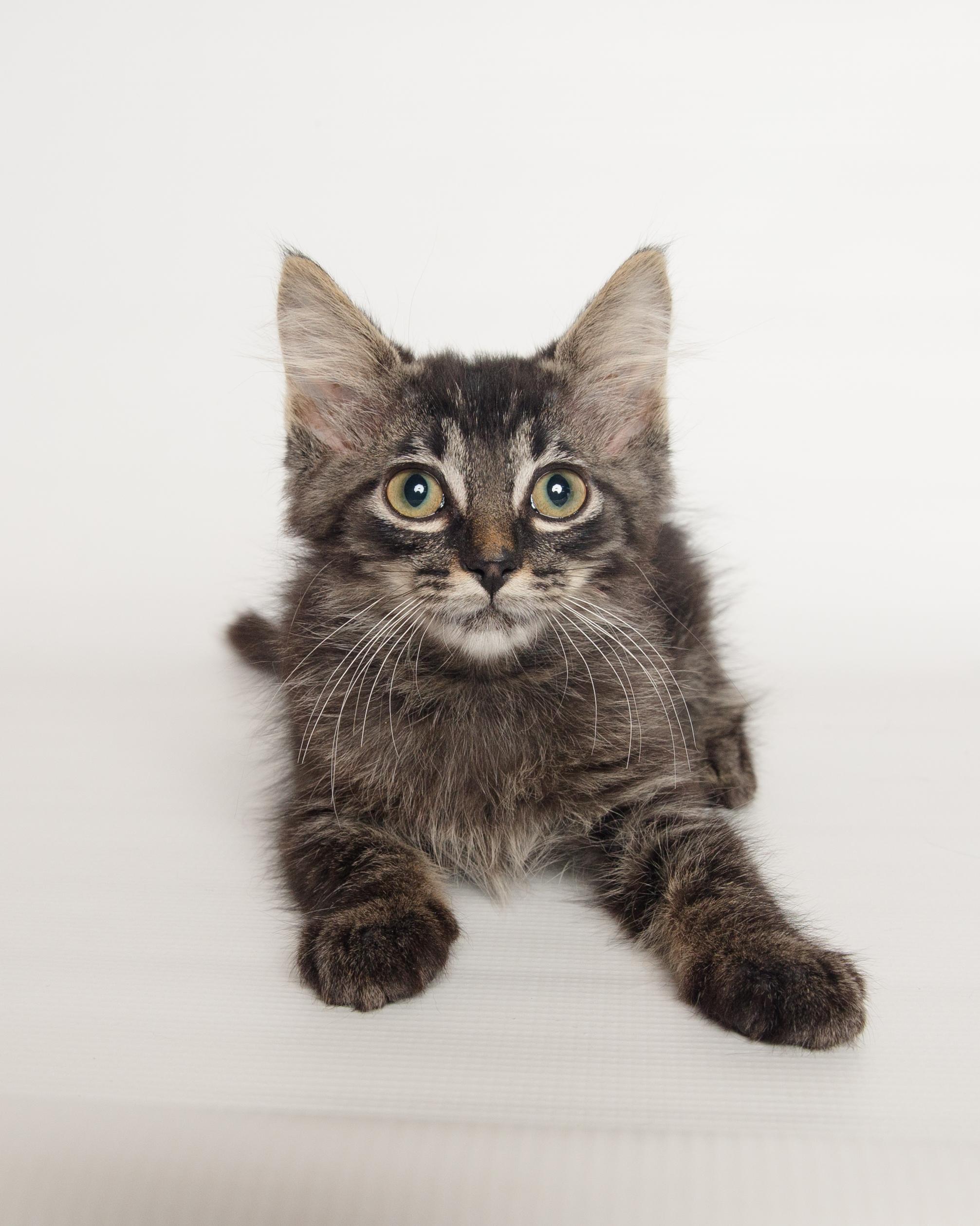 Tippy, adopted, Kitten Male Domestic Medium Hair.