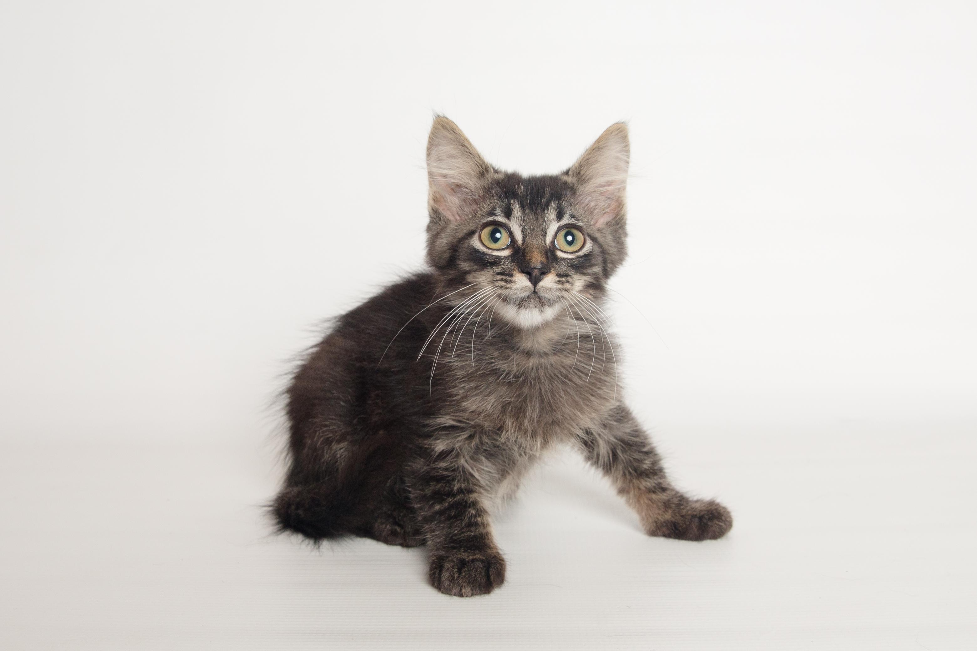 Tippy, an adopted Domestic Medium Hair in Jefferson, LA image 3/6