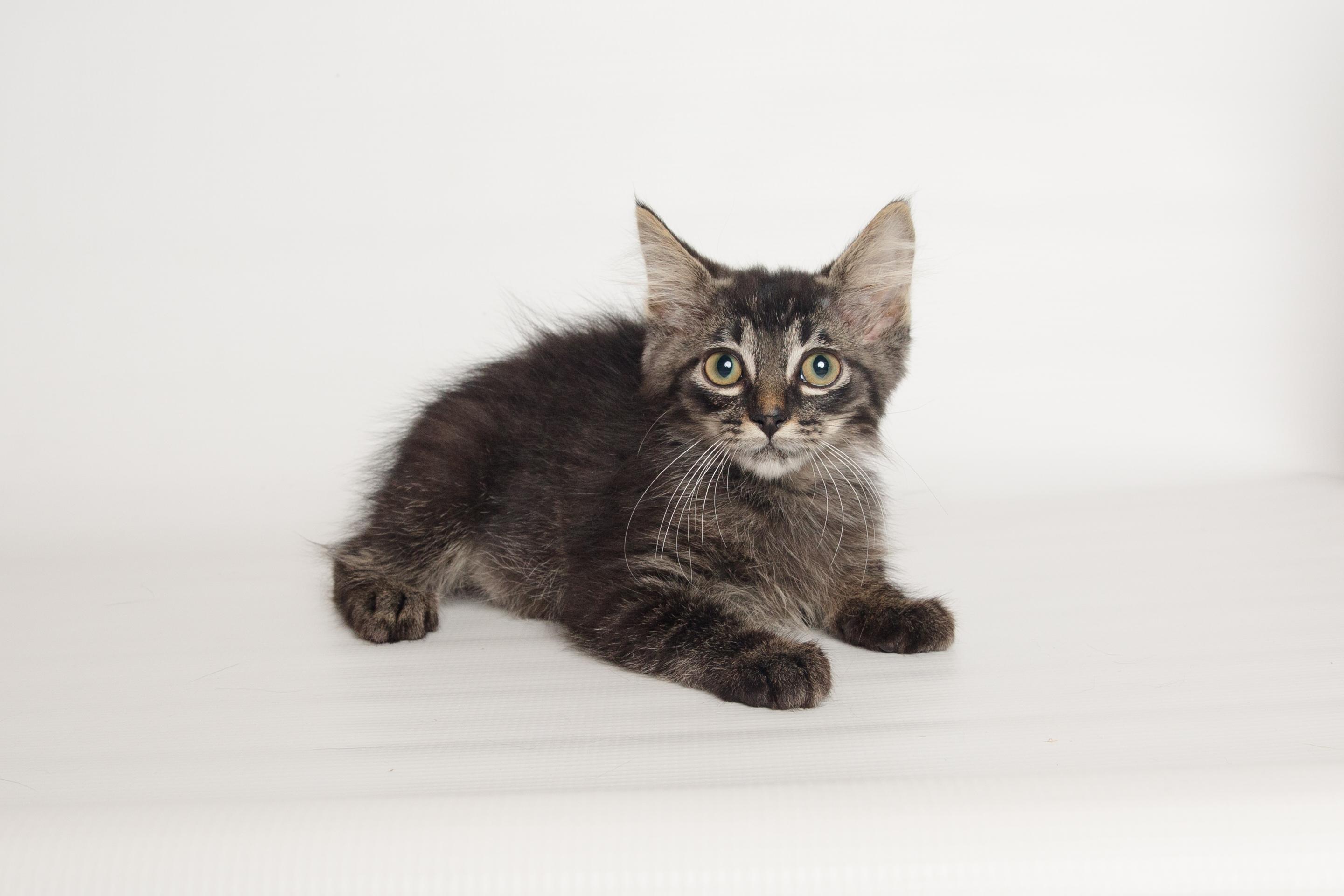 Tippy, an adopted Domestic Medium Hair in Jefferson, LA image 6/6