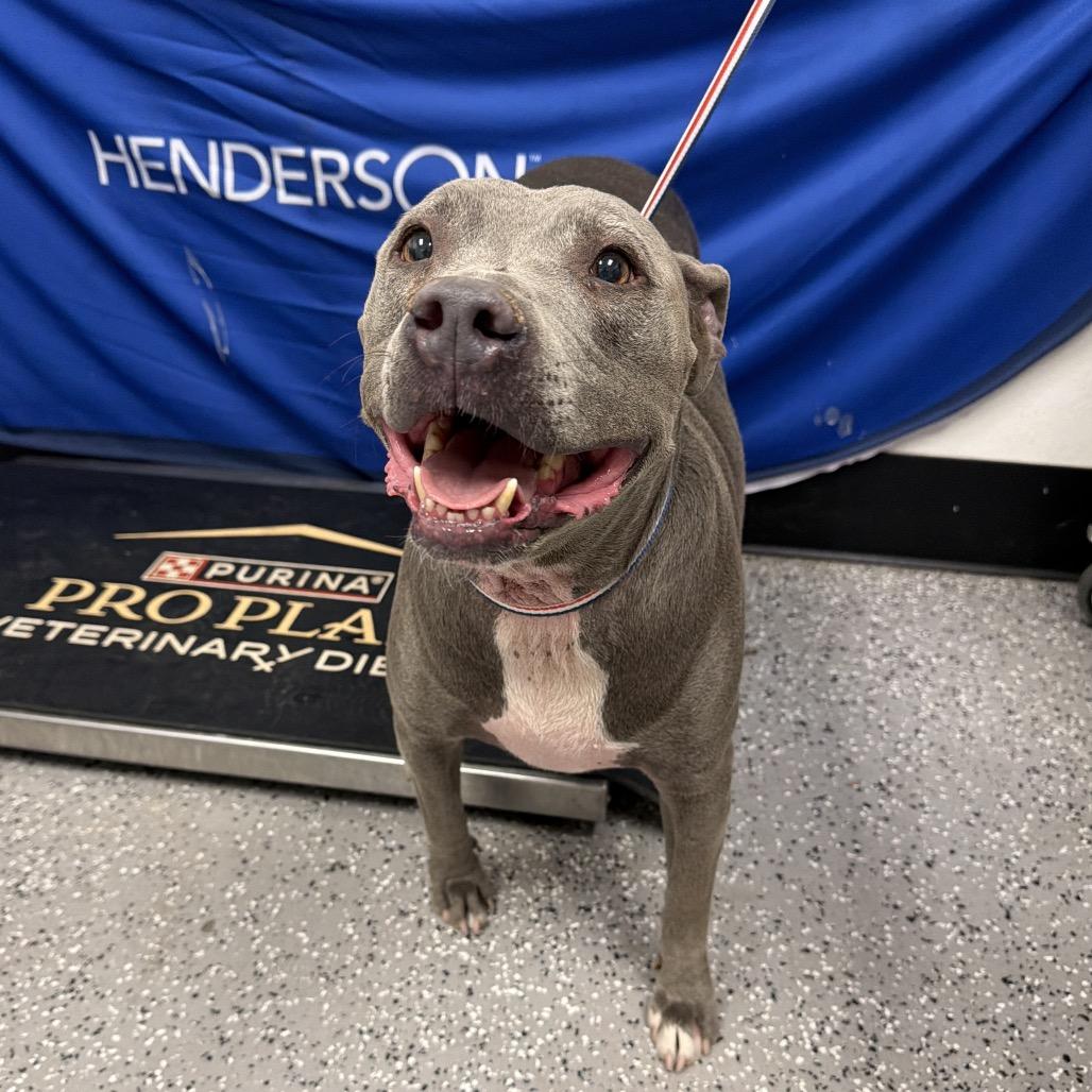 Chyna, a Adoptable Pit Bull Terrier in Henderson, NV image 1/3