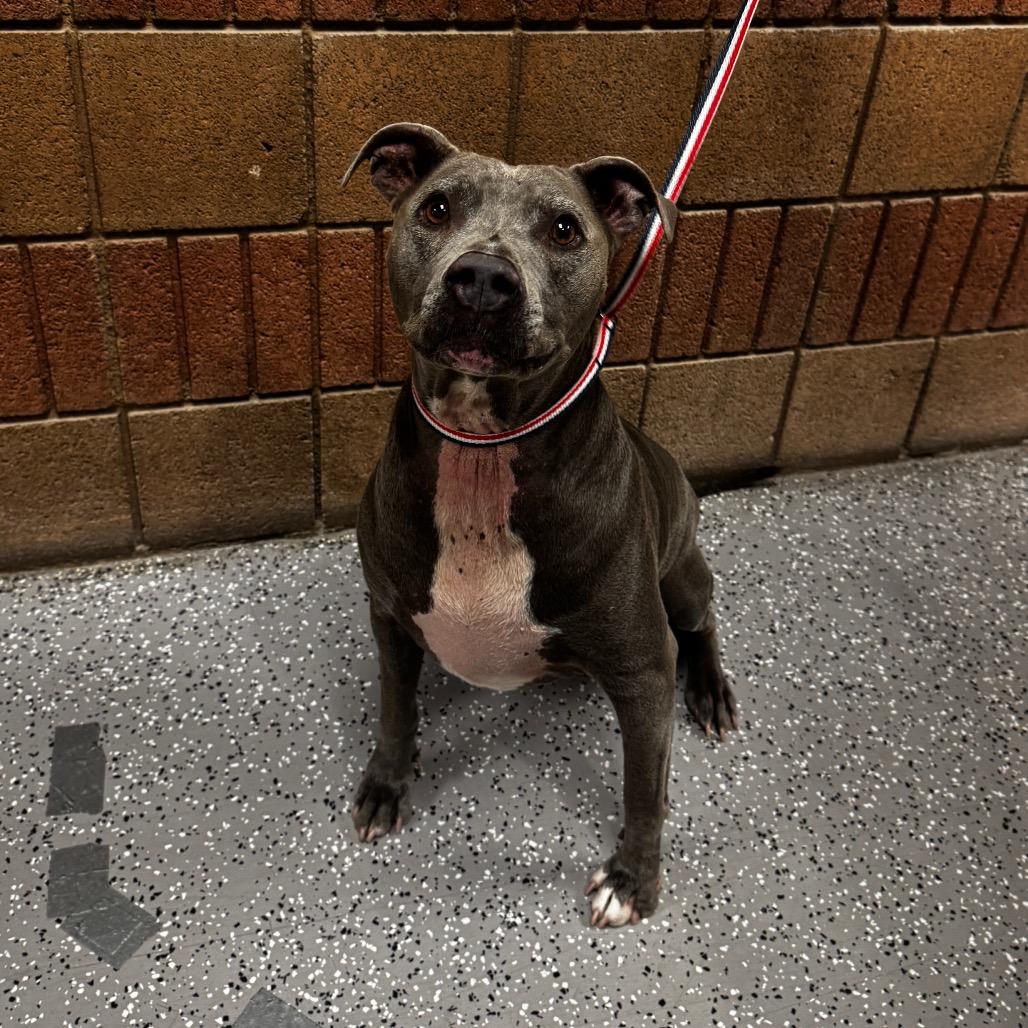 Chyna, a Adoptable Pit Bull Terrier in Henderson, NV image 2/3