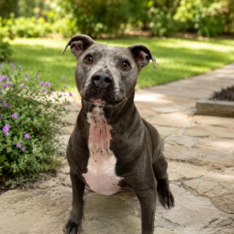 Chyna, a Adoptable Pit Bull Terrier in Henderson, NV image 3/3