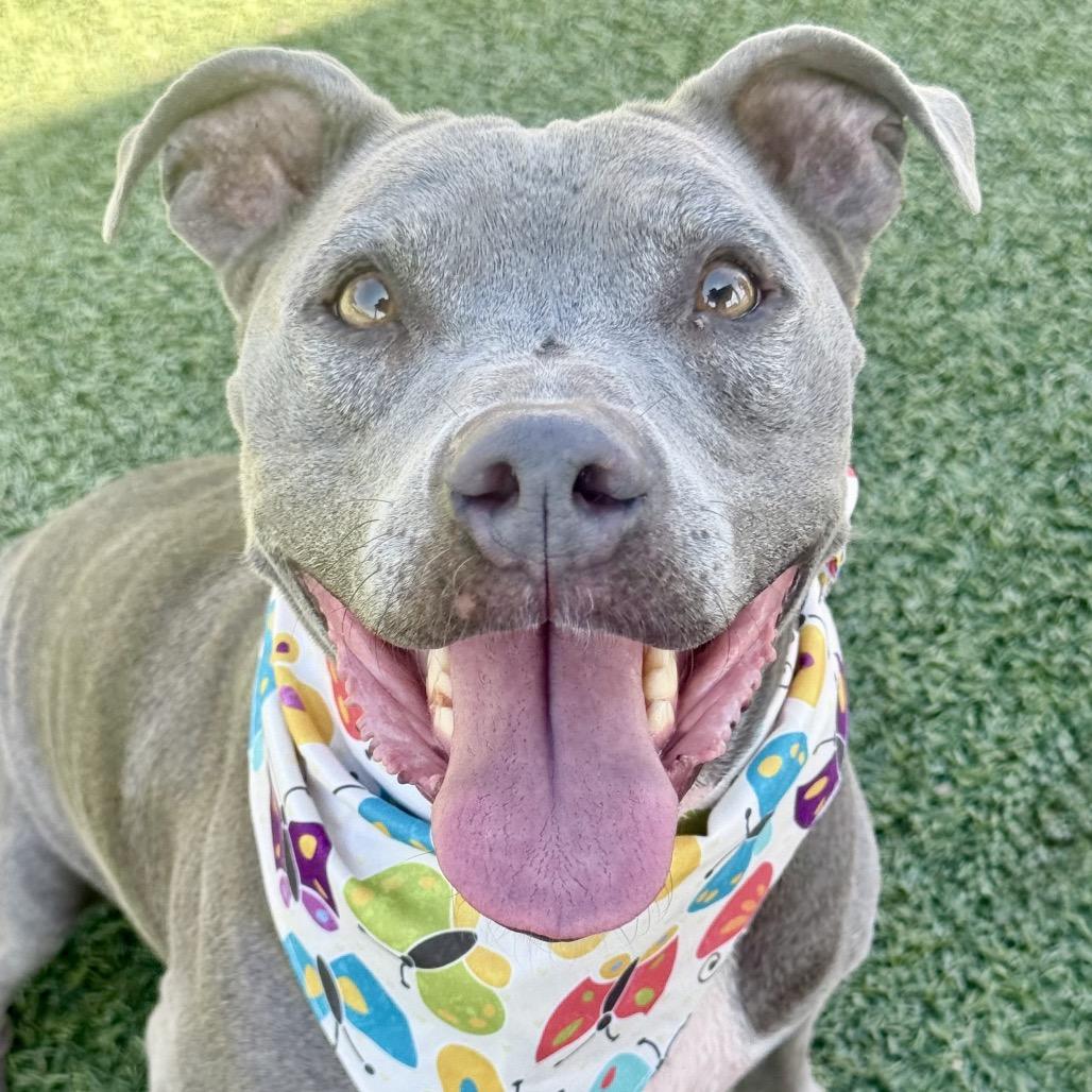 Chyna, a Adoptable Pit Bull Terrier in Henderson, NV image 2/2