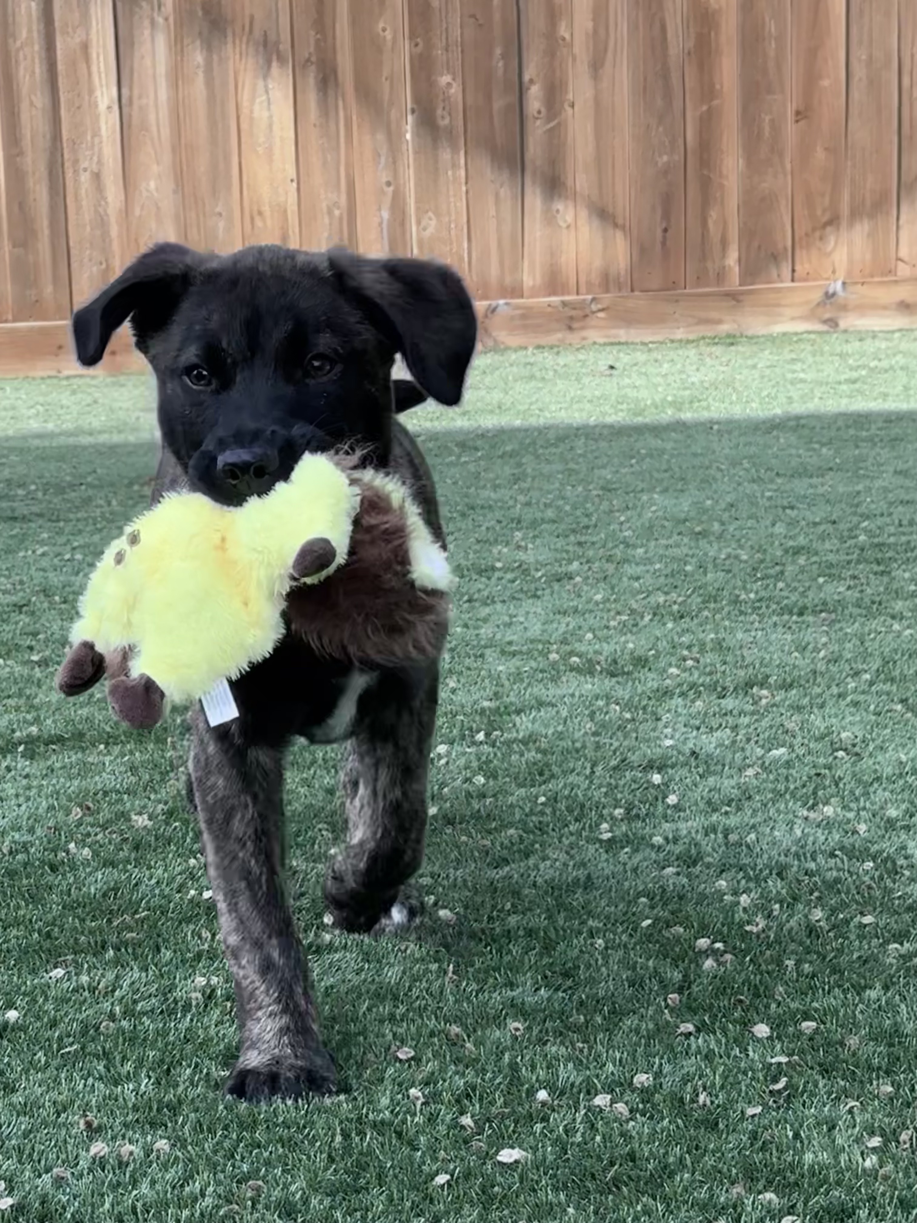 Riggs, a Adopted mixed breed in Baltimore, MD image 1/6