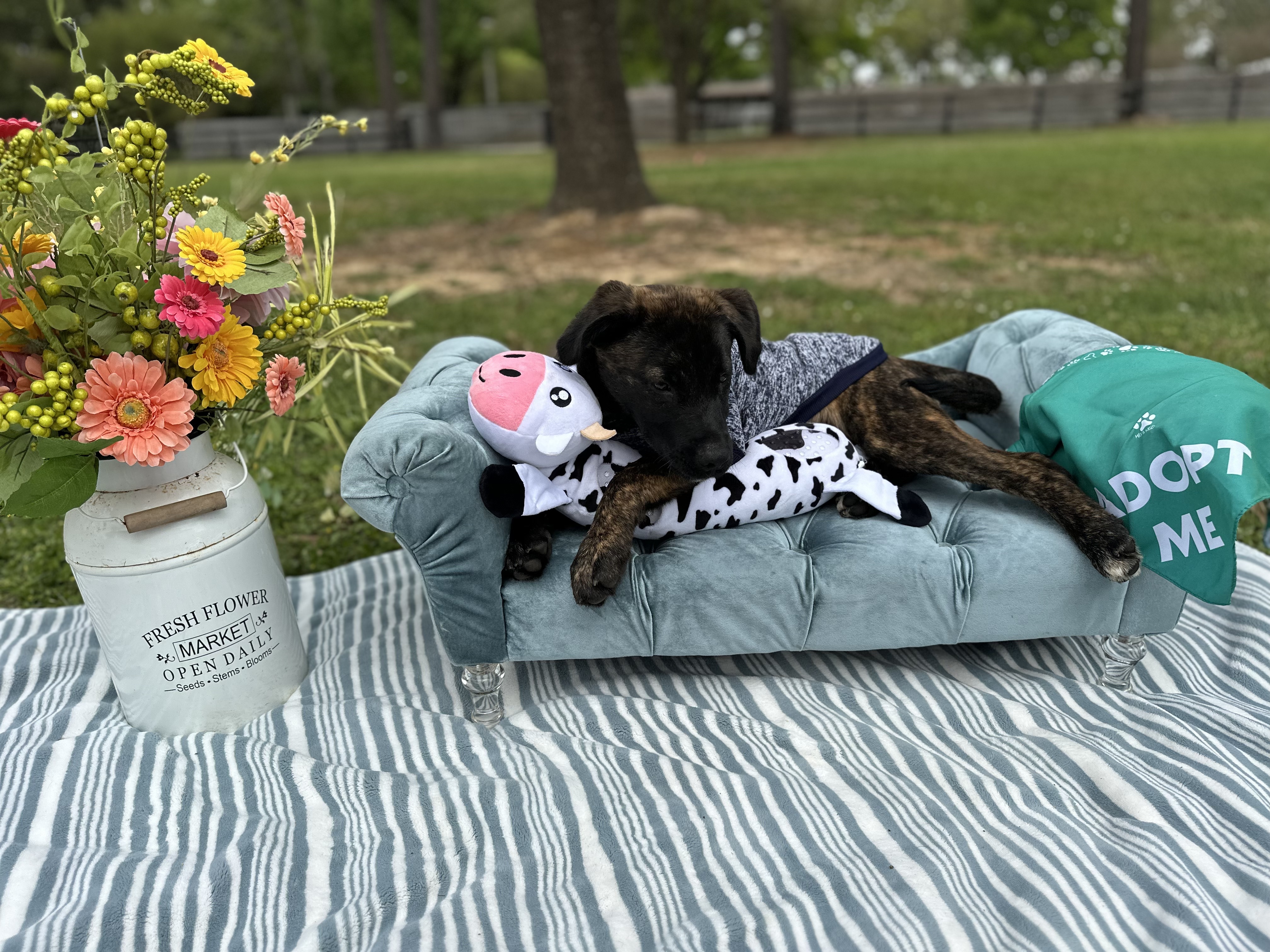 Riggs, a Adopted mixed breed in Baltimore, MD image 2/6