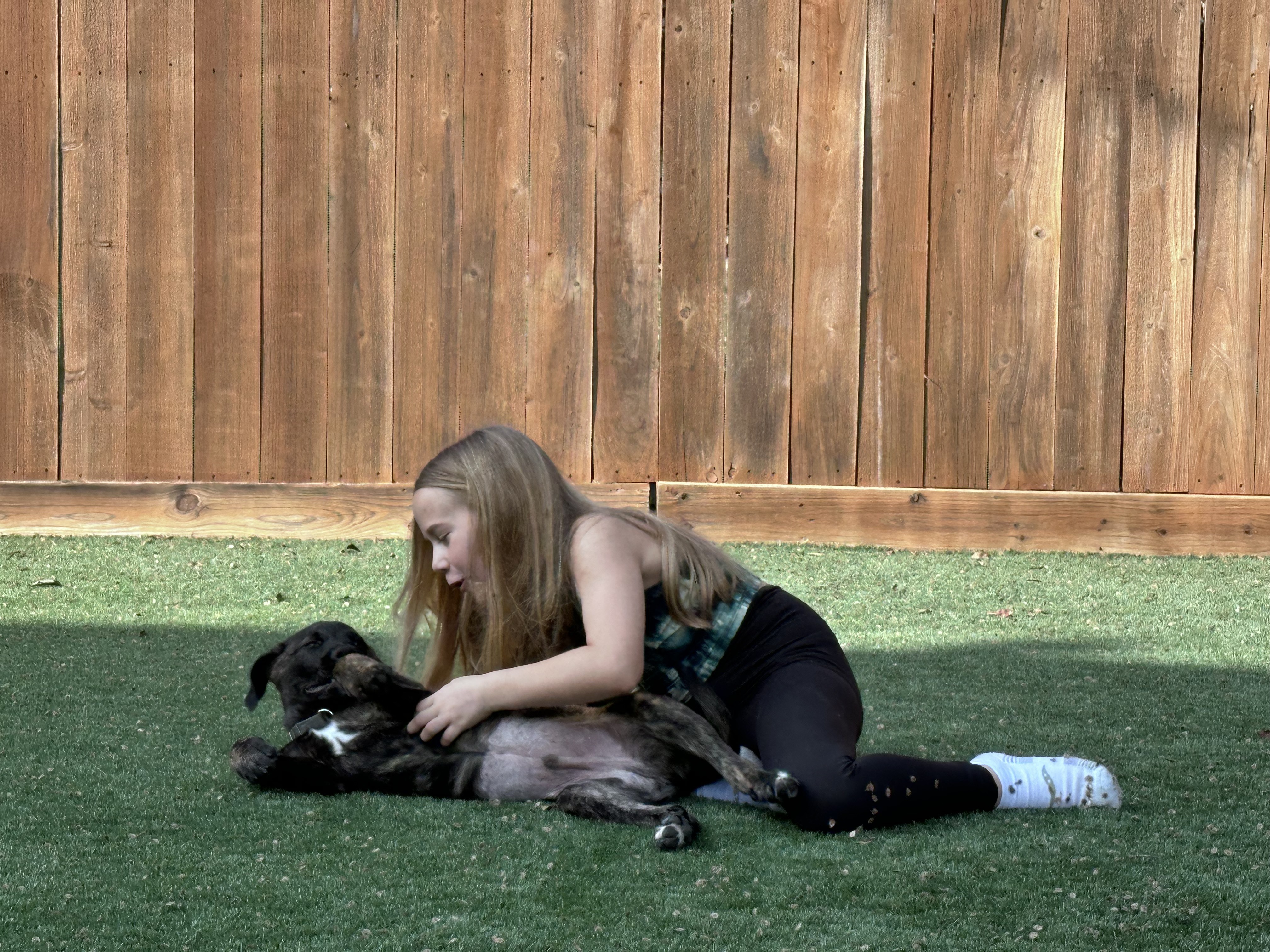 Riggs, a Adopted mixed breed in Baltimore, MD image 3/6