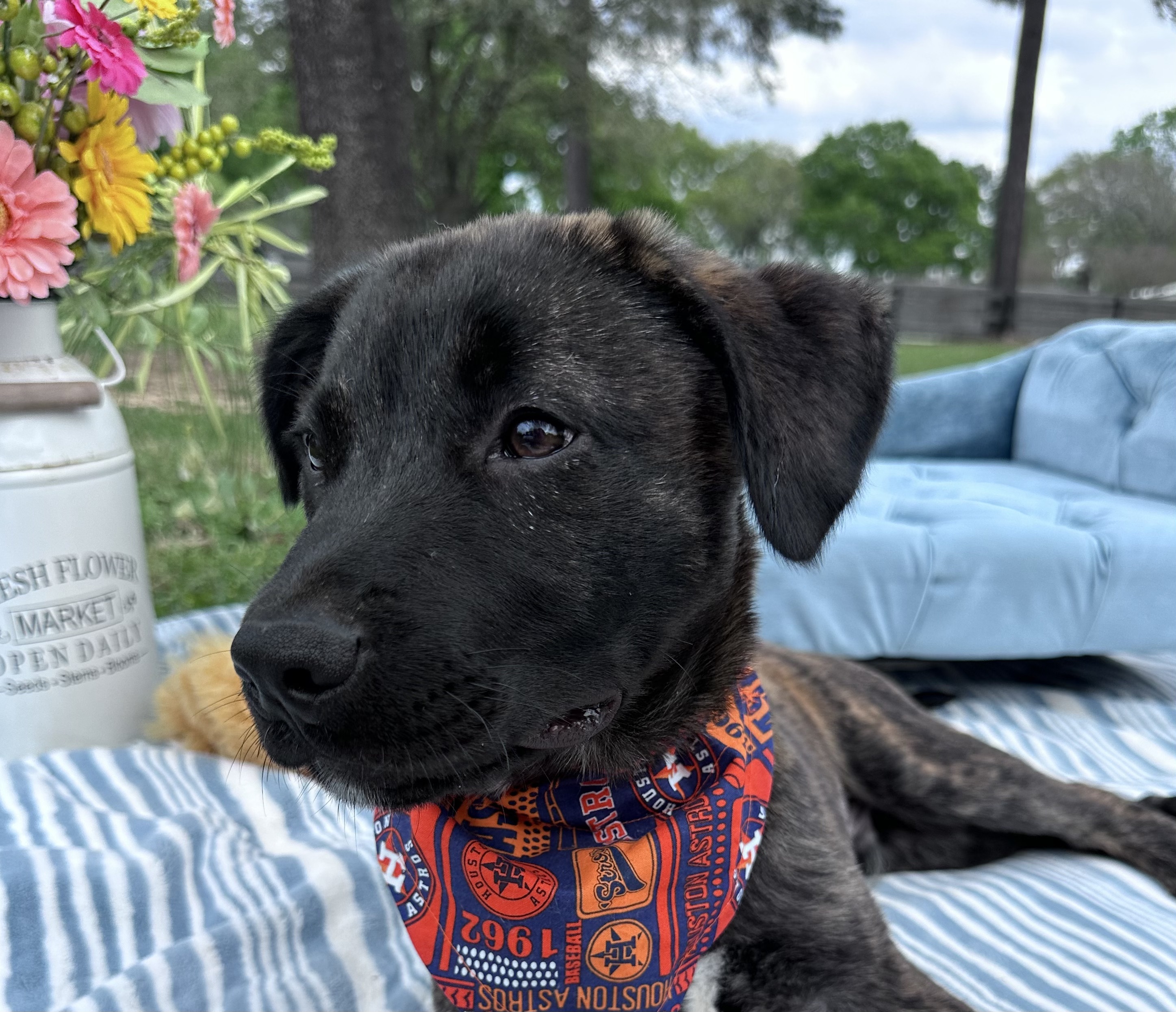 Riggs, a Adopted mixed breed in Baltimore, MD image 4/6