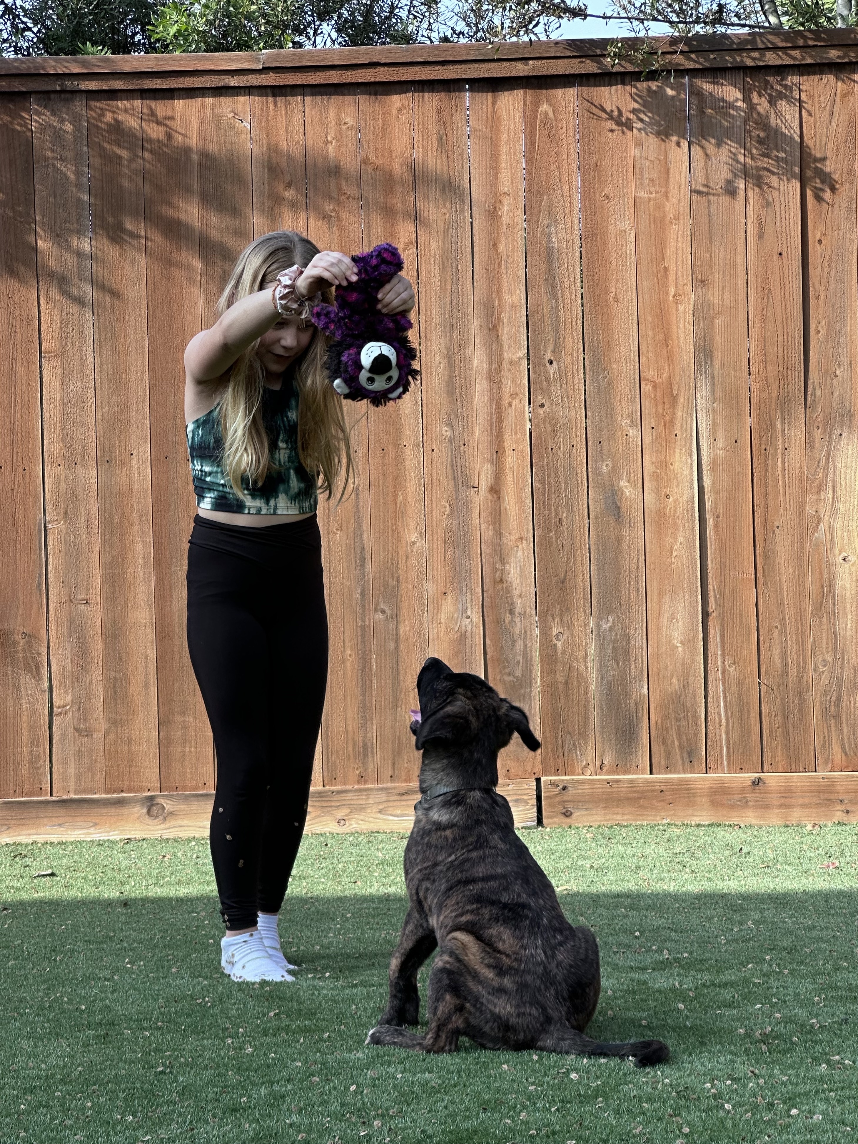 Riggs, a Adopted mixed breed in Baltimore, MD image 5/6