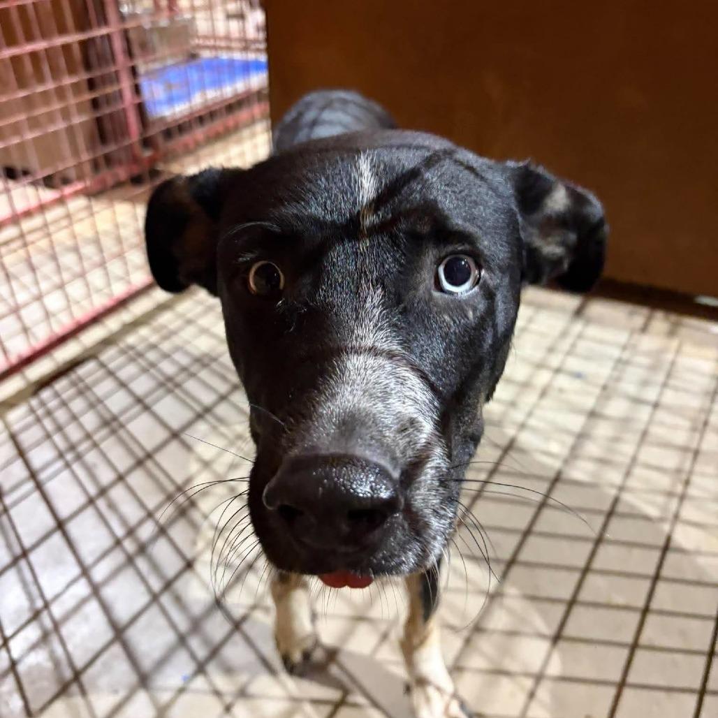 Jax, Adoptable, Young Male Sheep Dog.