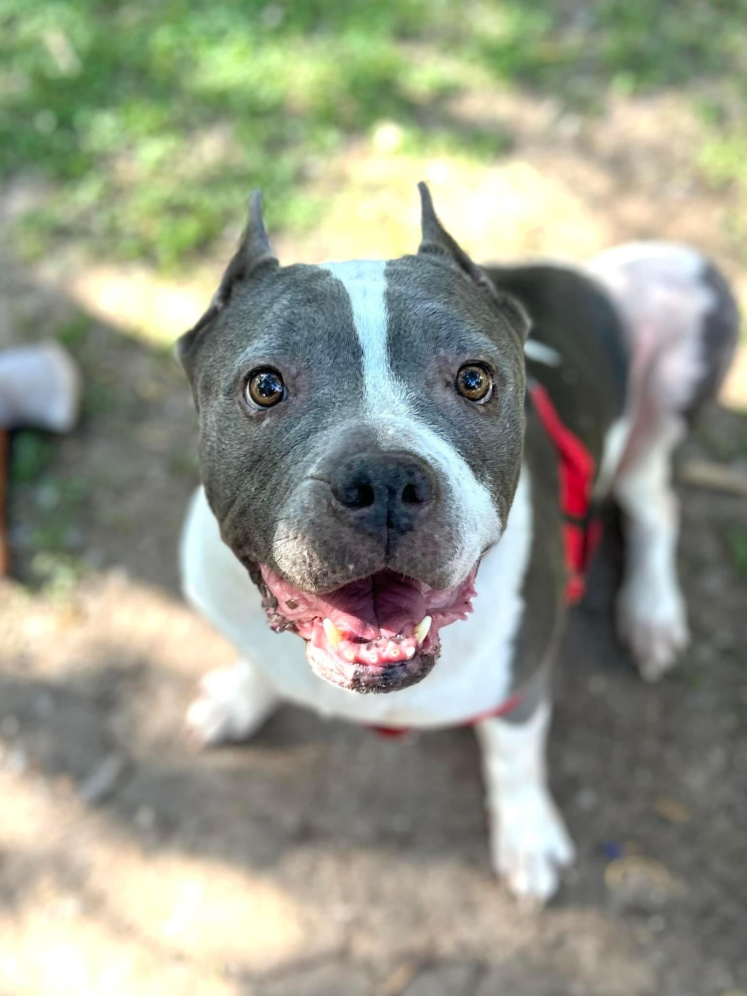 Dog for adoption Clarabelle, a Pit Bull Terrier in Peoria, AZ Petfinder