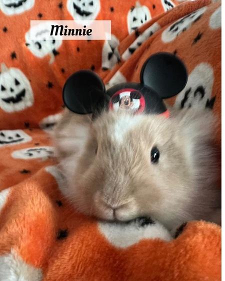 Minnie, a Adoptable Lionhead in Folsom, CA image 1/4