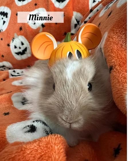 Minnie, a Adoptable Lionhead in Folsom, CA image 2/4