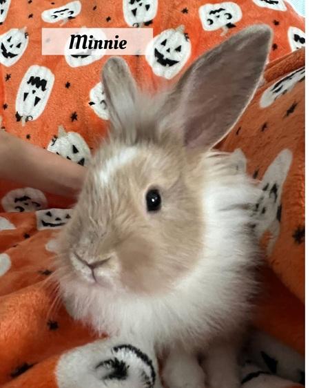 Minnie, a Adoptable Lionhead in Folsom, CA image 3/4