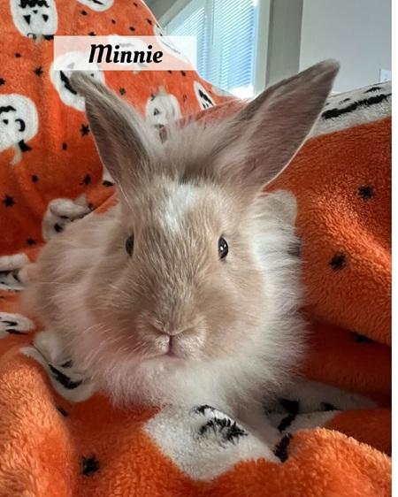 Minnie, a Adoptable Lionhead in Folsom, CA image 4/4