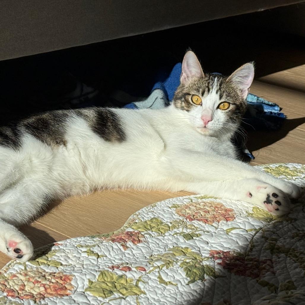 Enlarge Wi'p Wip, a Adoptable Domestic Short Hair in Springfield, OR image 5/5