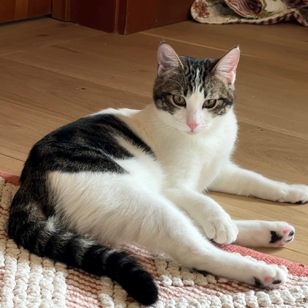 Enlarge Wi'p Wip, a Adoptable Domestic Short Hair in Springfield, OR image 1/5