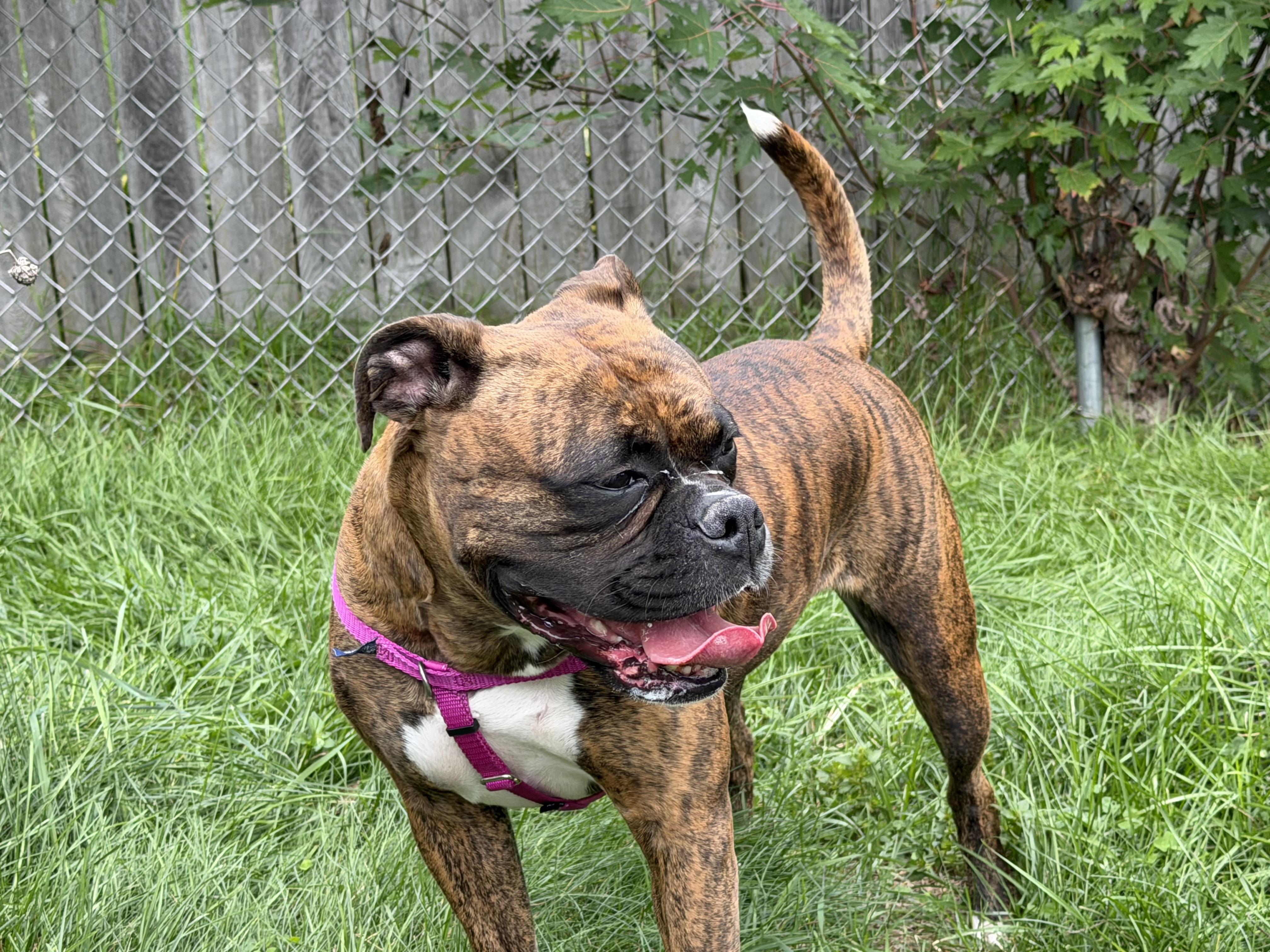 Enlarge Sadie, a Adopted mixed breed in Jamesville, NY image 2/4