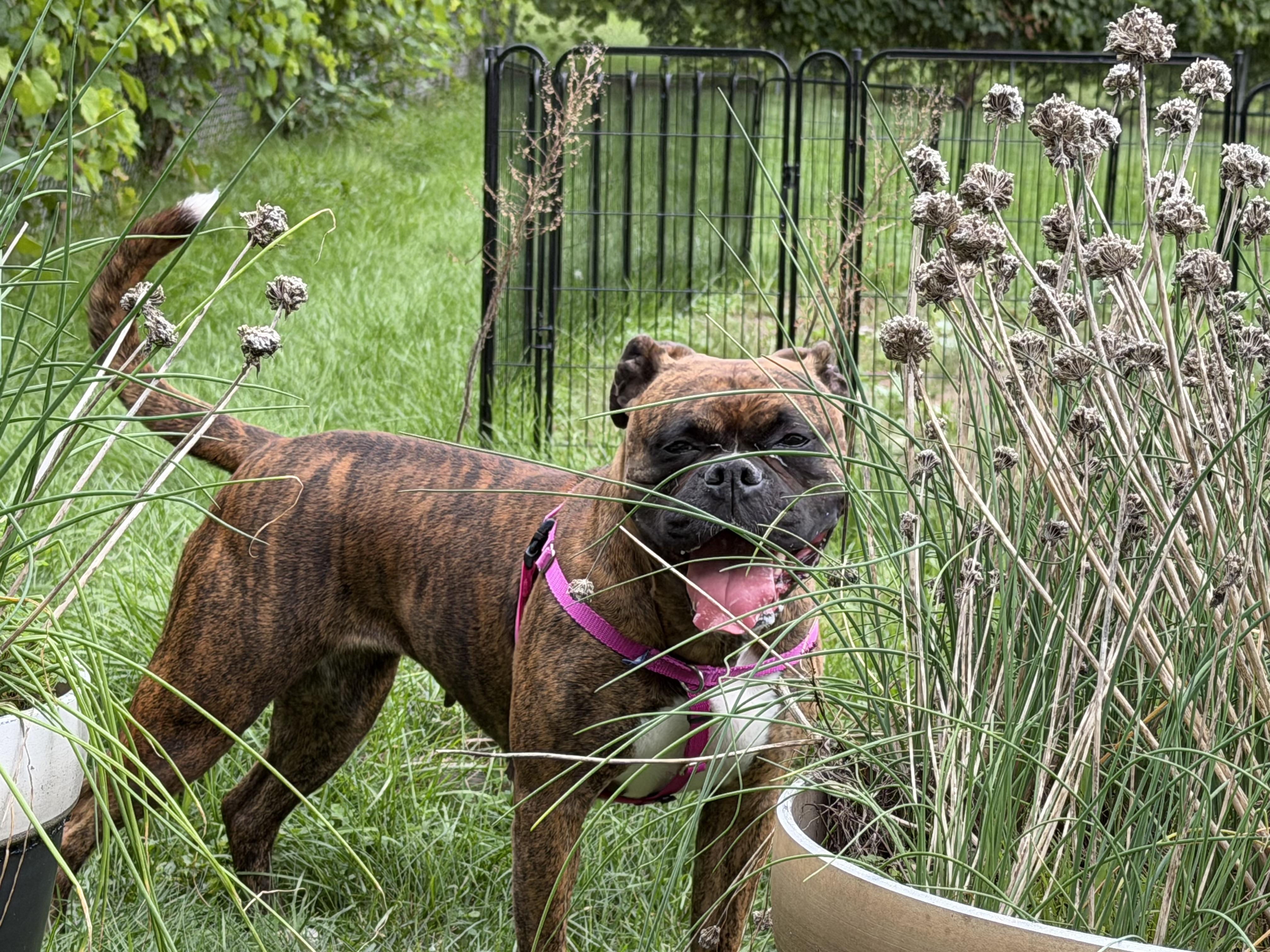 Enlarge Sadie, a Adopted mixed breed in Jamesville, NY image 3/4