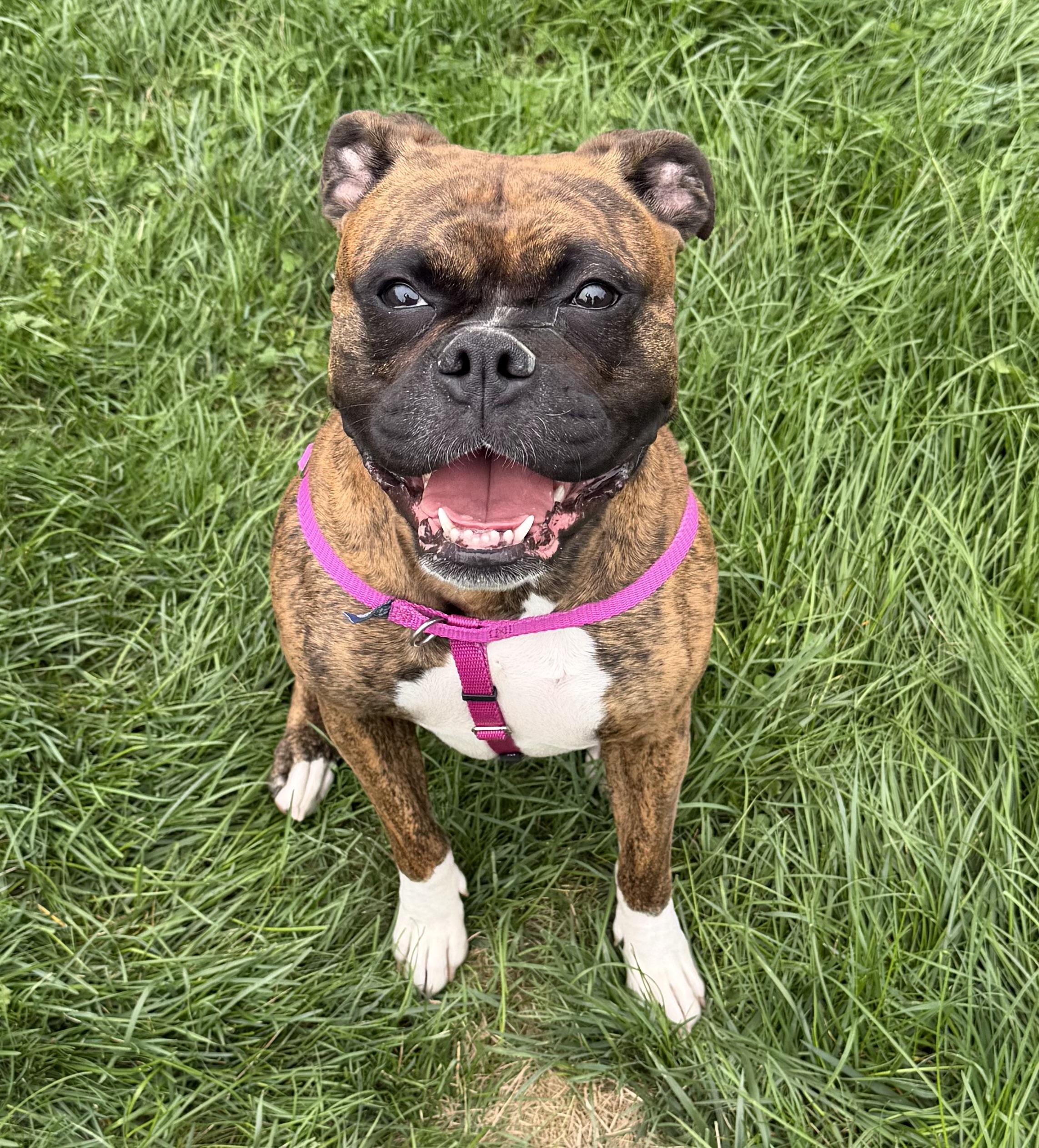 Sadie, Adopted, Adult Female Boxer.