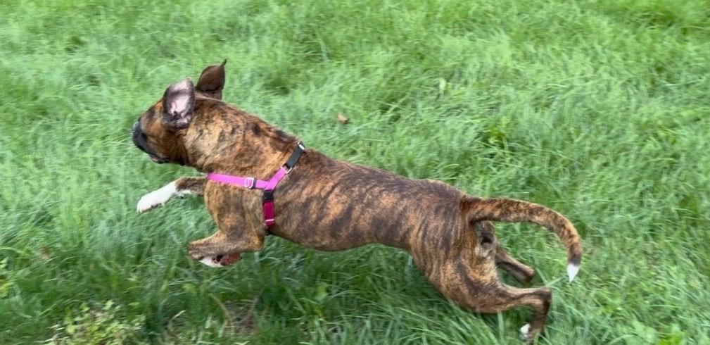 Enlarge Sadie, a Adopted mixed breed in Jamesville, NY image 4/4