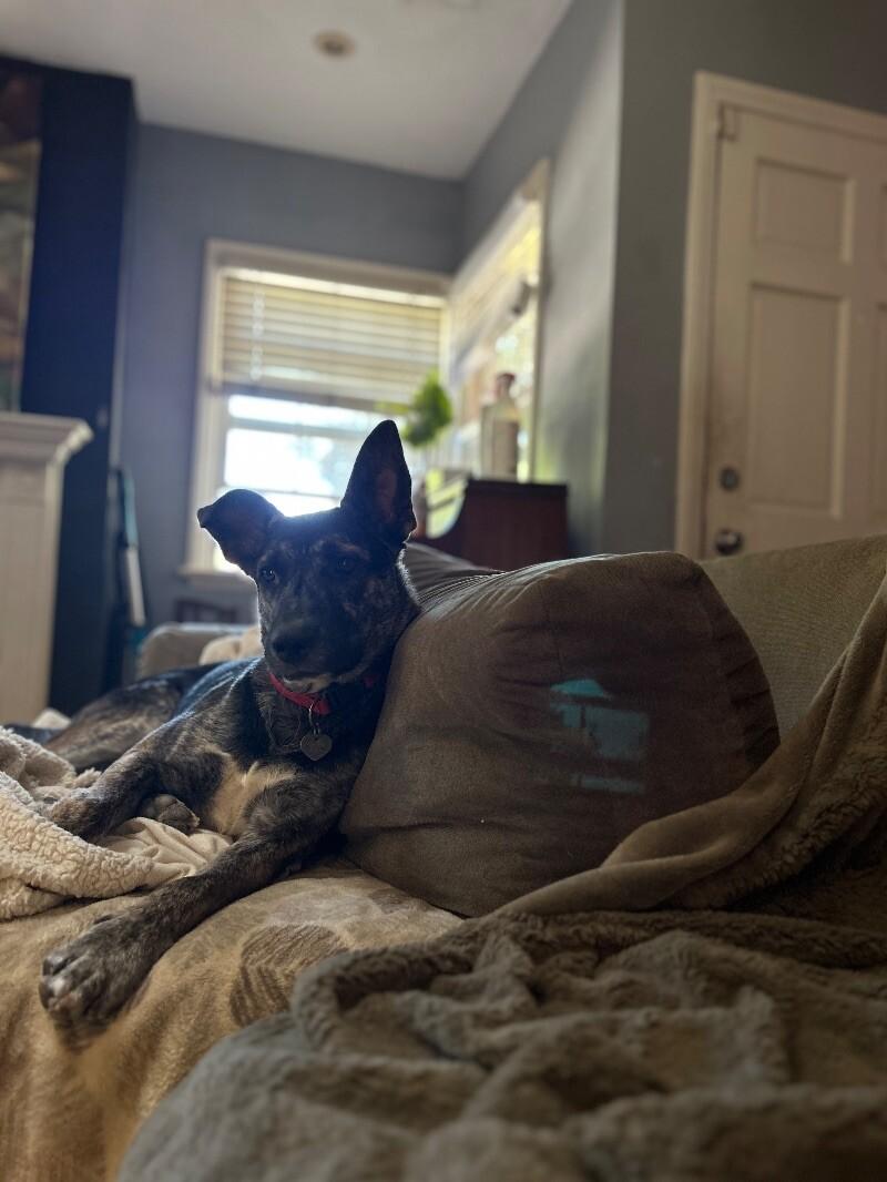 Griffin, Adoptable, Puppy Male Shepherd & Mixed Breed.