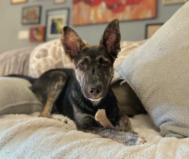 Griffin, Adoptable, Young Male Shepherd & Mixed Breed.
